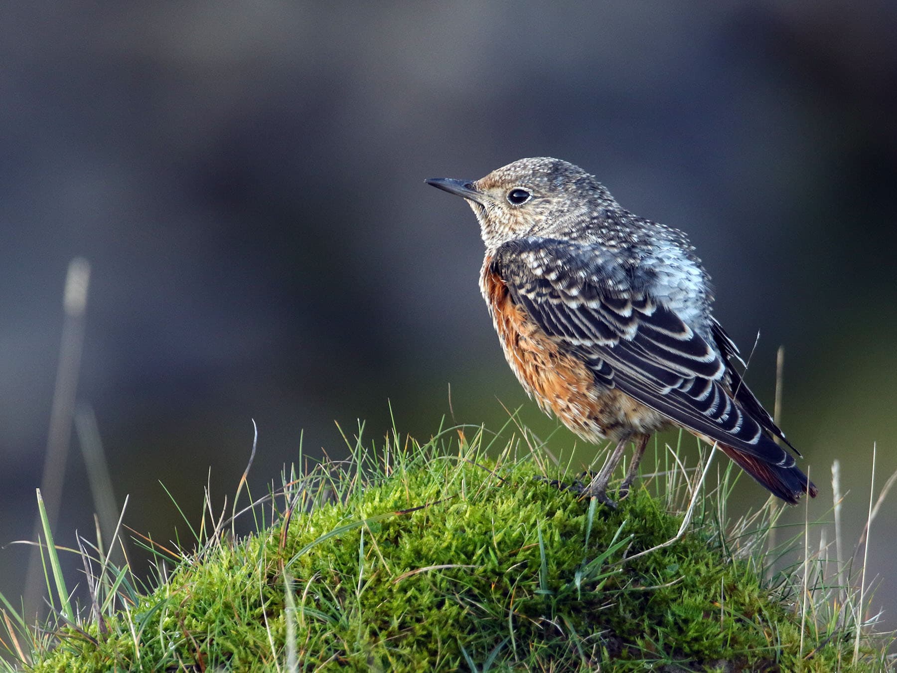 Juvenile Rufous-tailed Rock-thrush