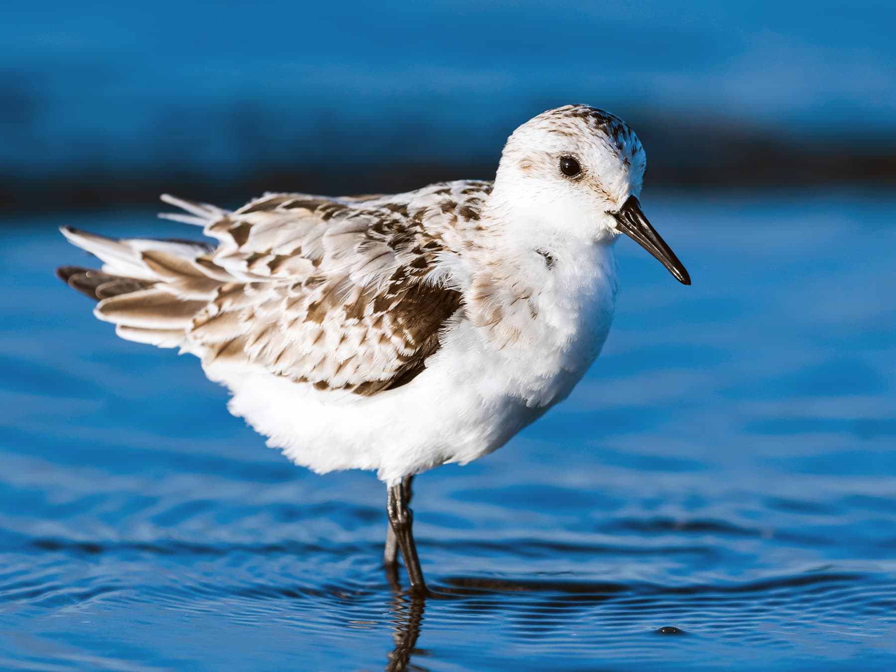 Juvenile Sanderling