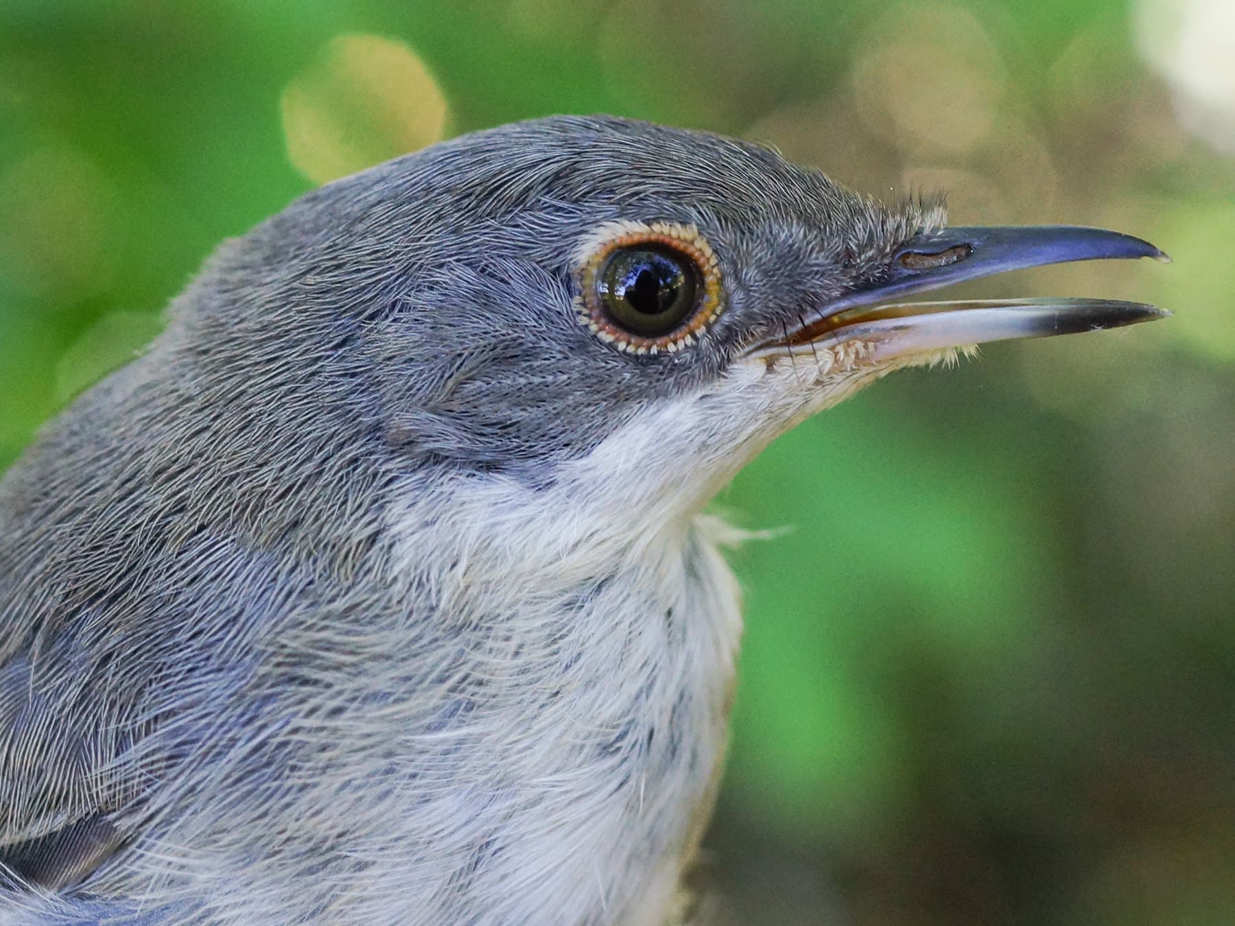 Portrait of a juvenile Sardinian Warbler