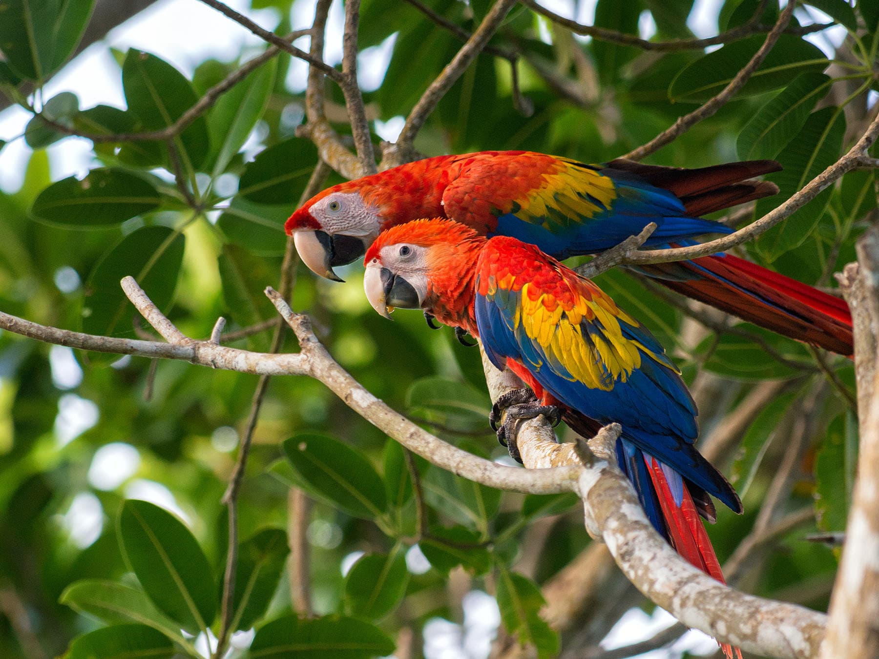 Adult (background) and juvenile (foreground) Scarlet Macaw