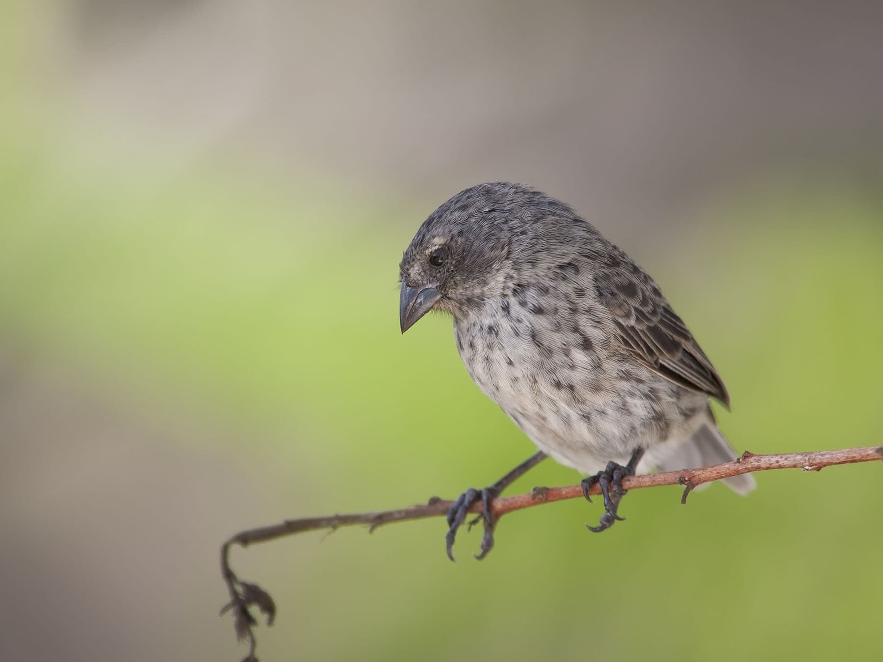 Juvenile Small Ground-finch