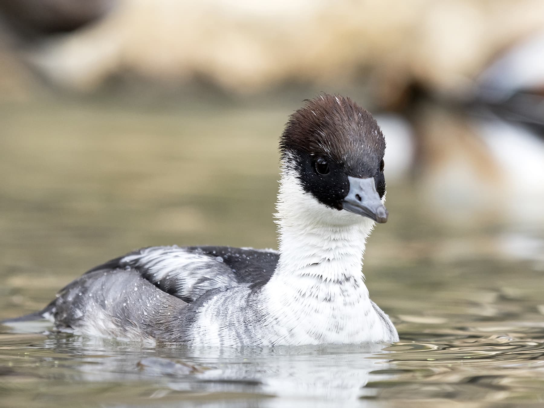 Juvenile Smew