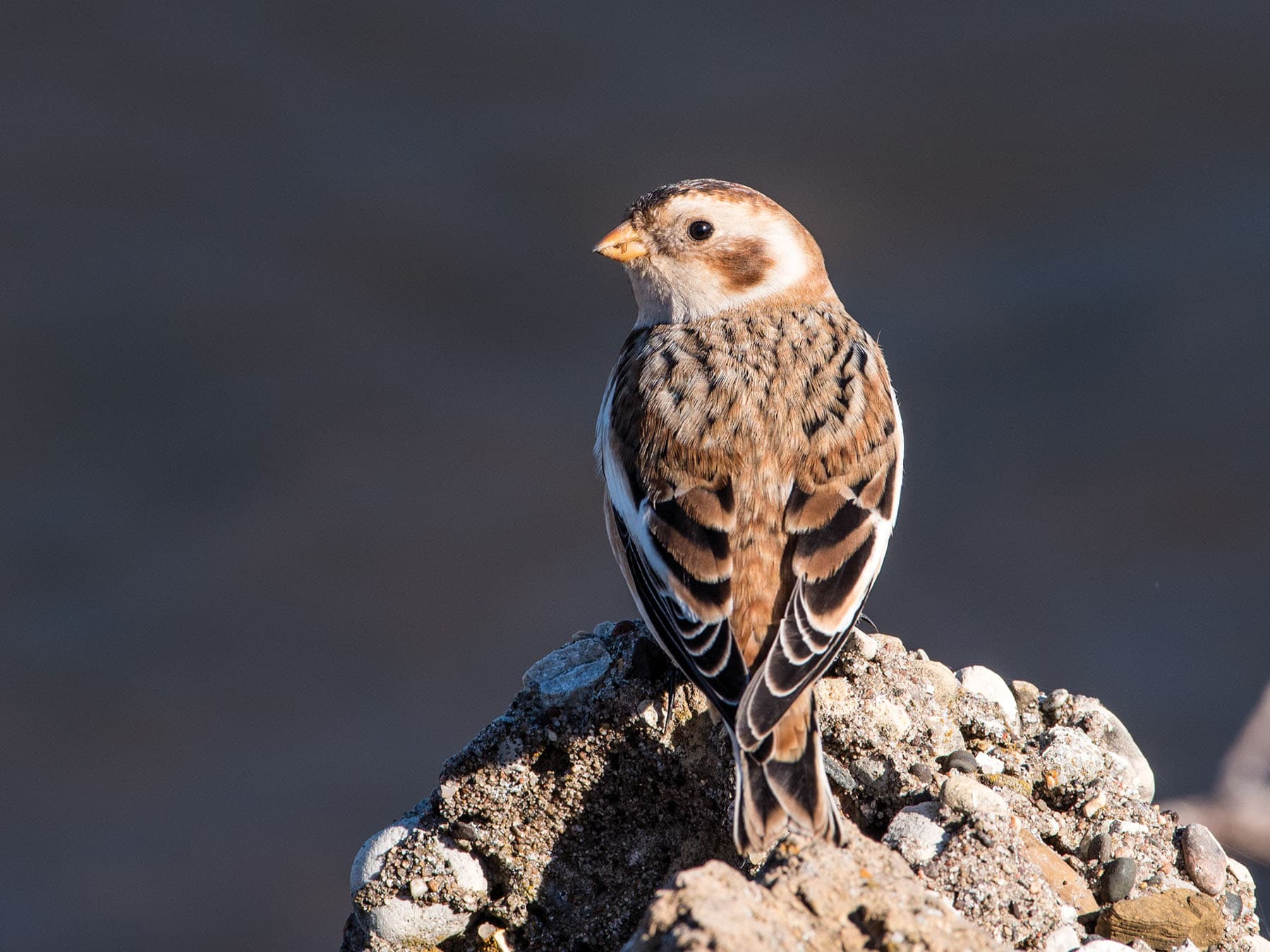 Juvenile Snow Bunting