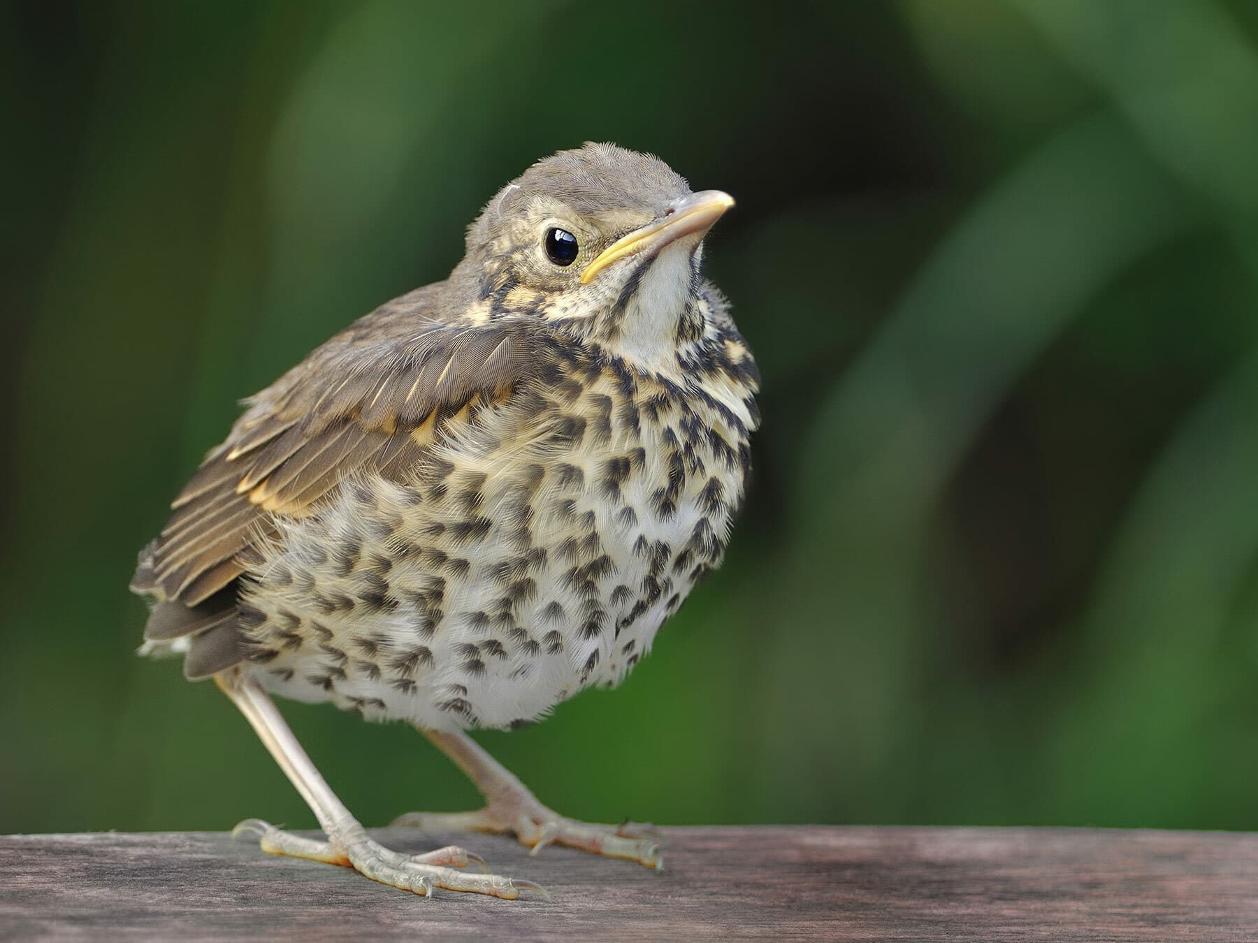 Juvenile Song Thrush