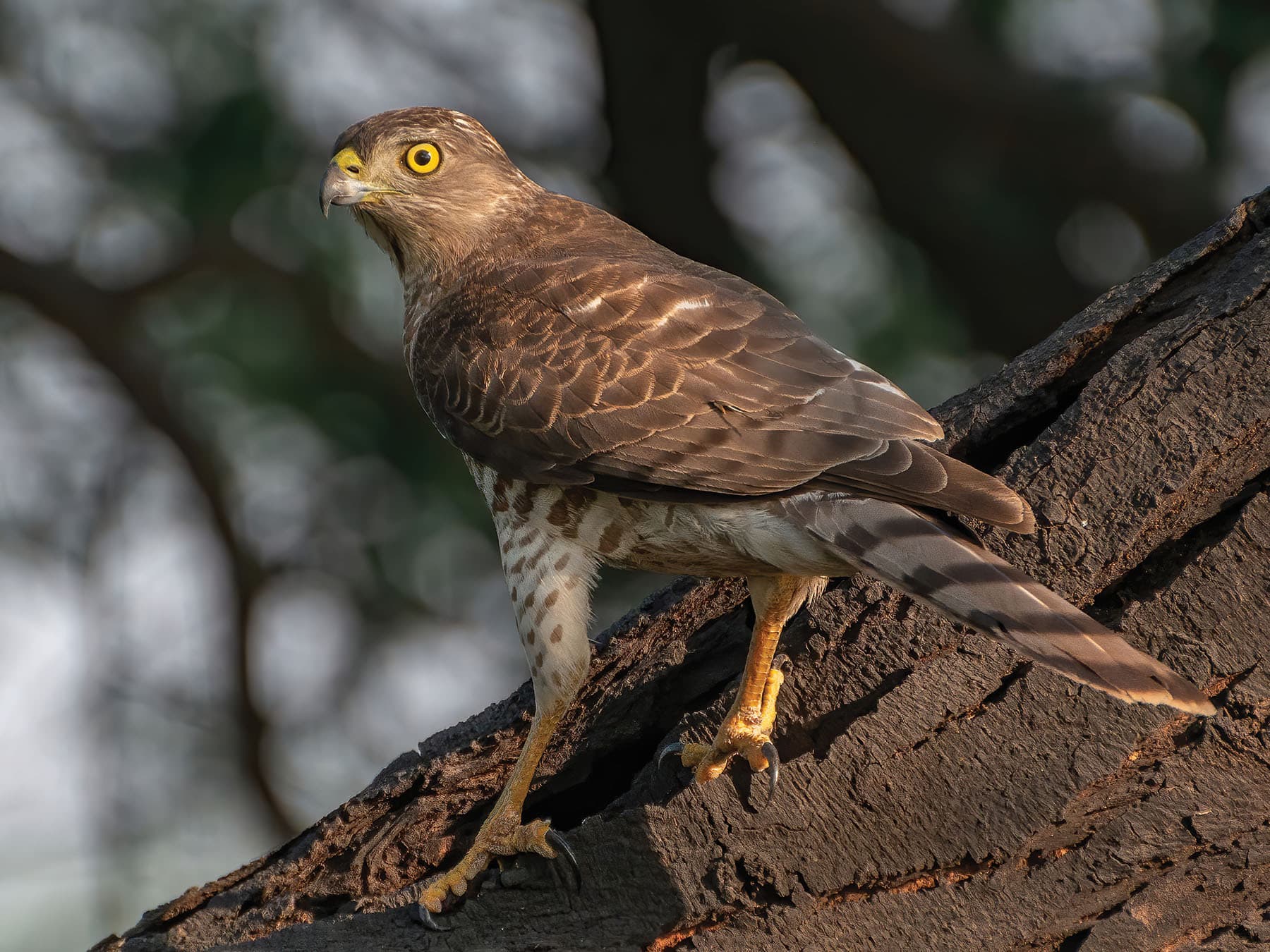 Close up on a juvenile Sparrowhawk