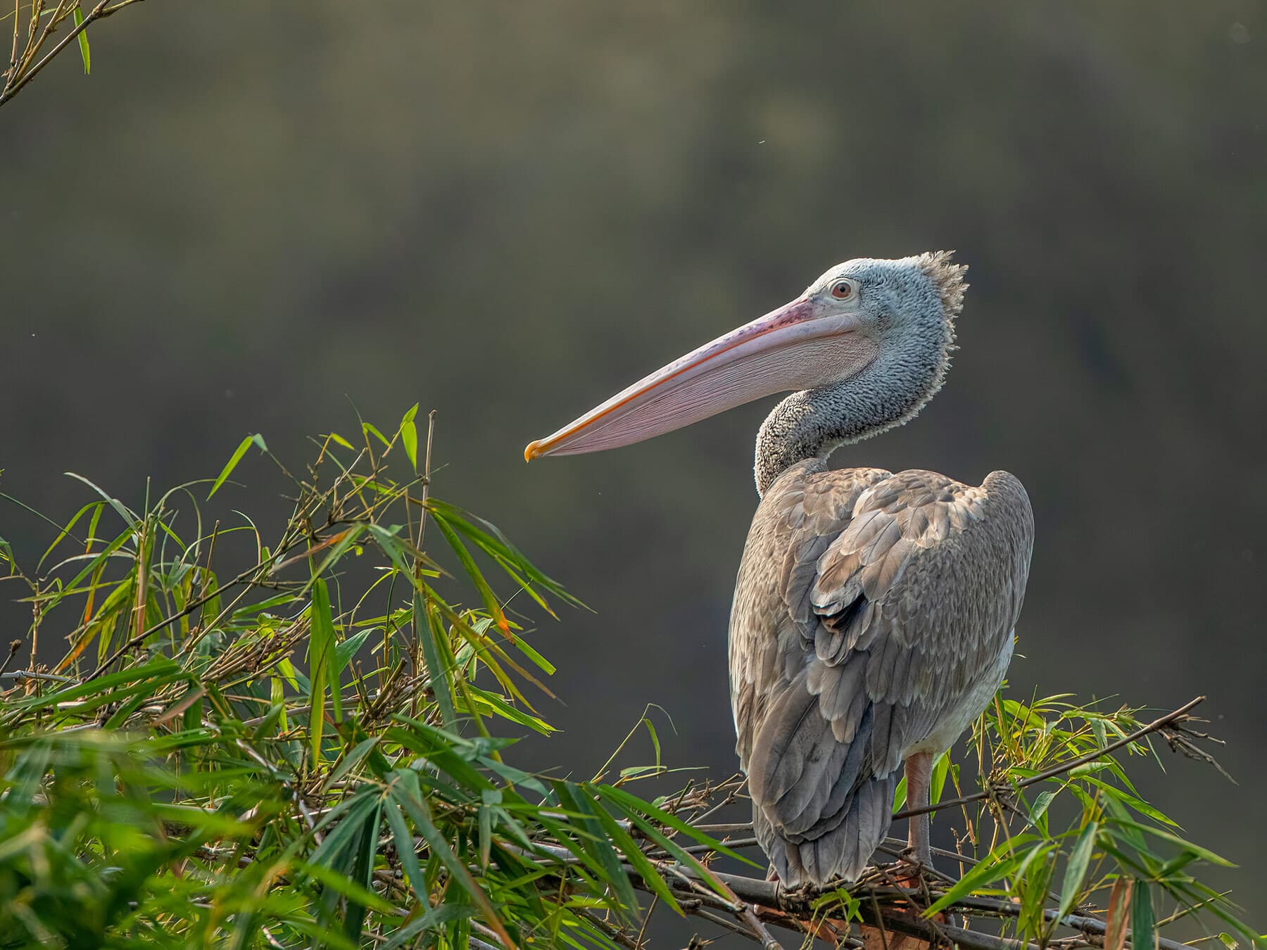 Juvenile spot billed pelican