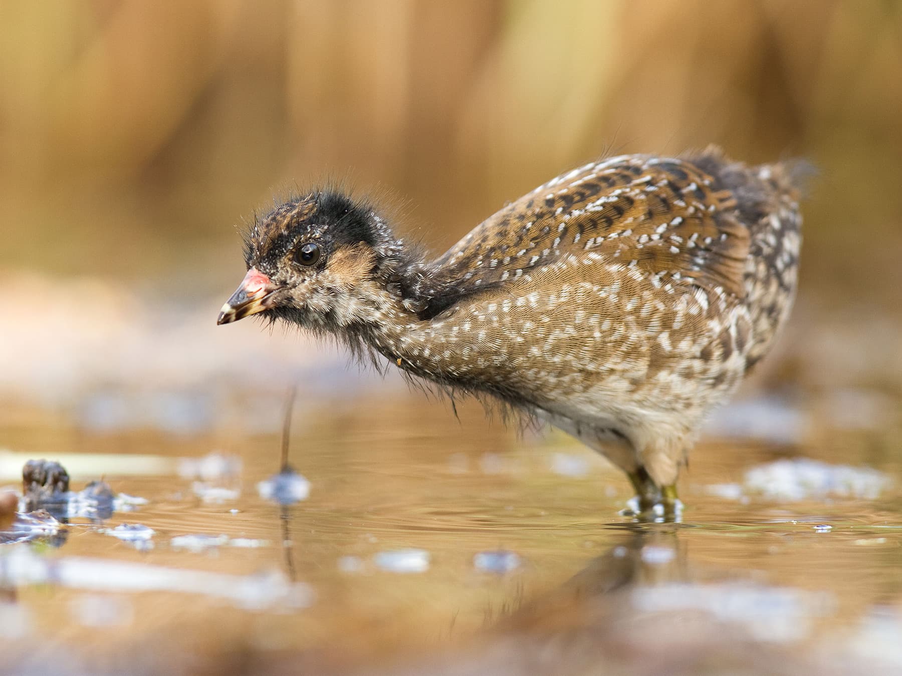 Juvenile Spotted Crake