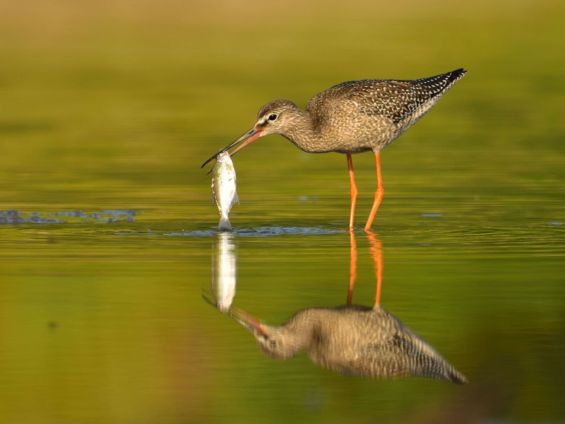 Juvenile Spotted Redshank with a caught fish