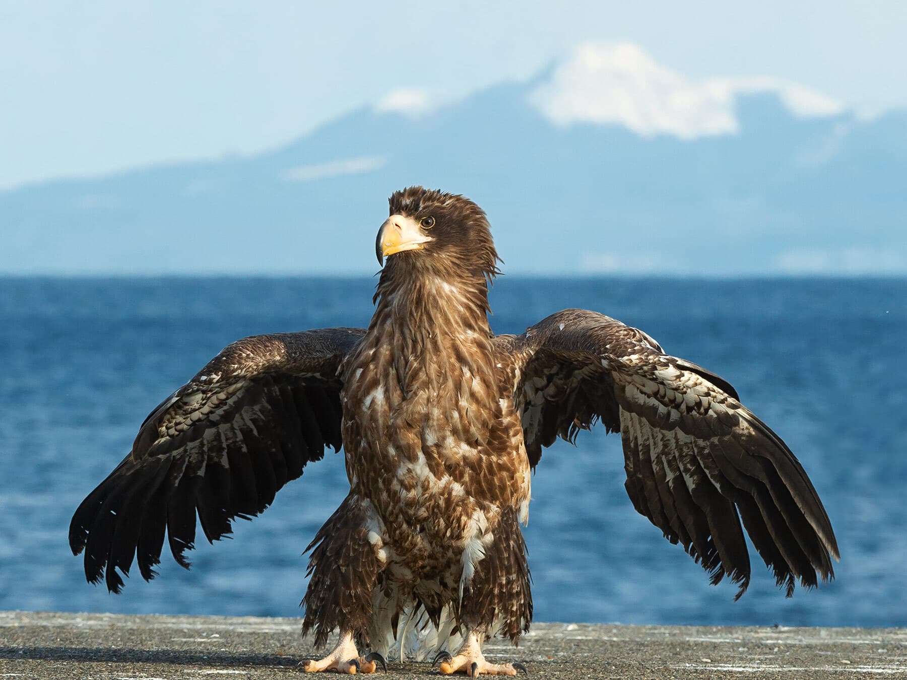 Juvenile Steller’s Sea-Eagle
