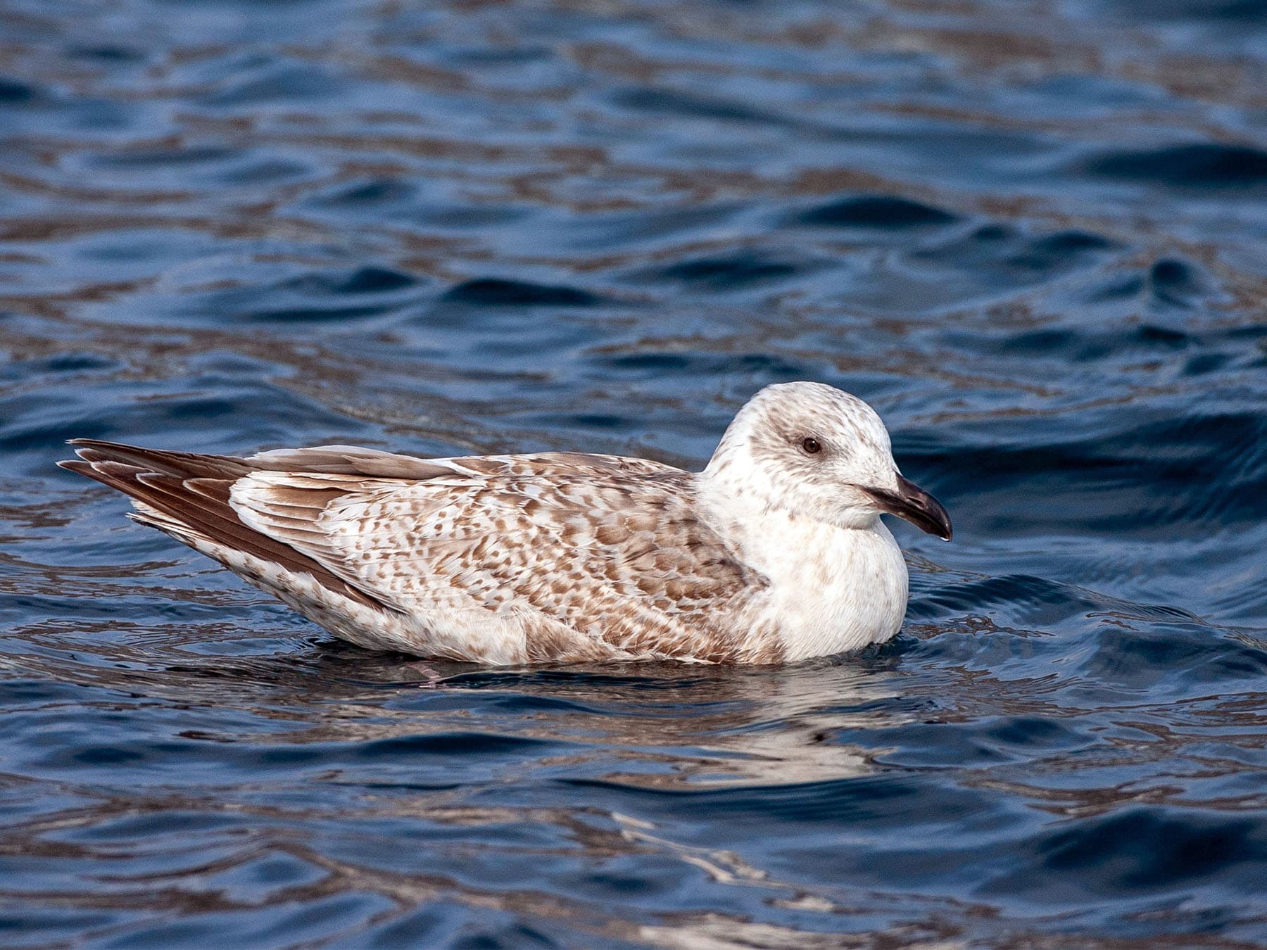 Juvenile Vega Gull