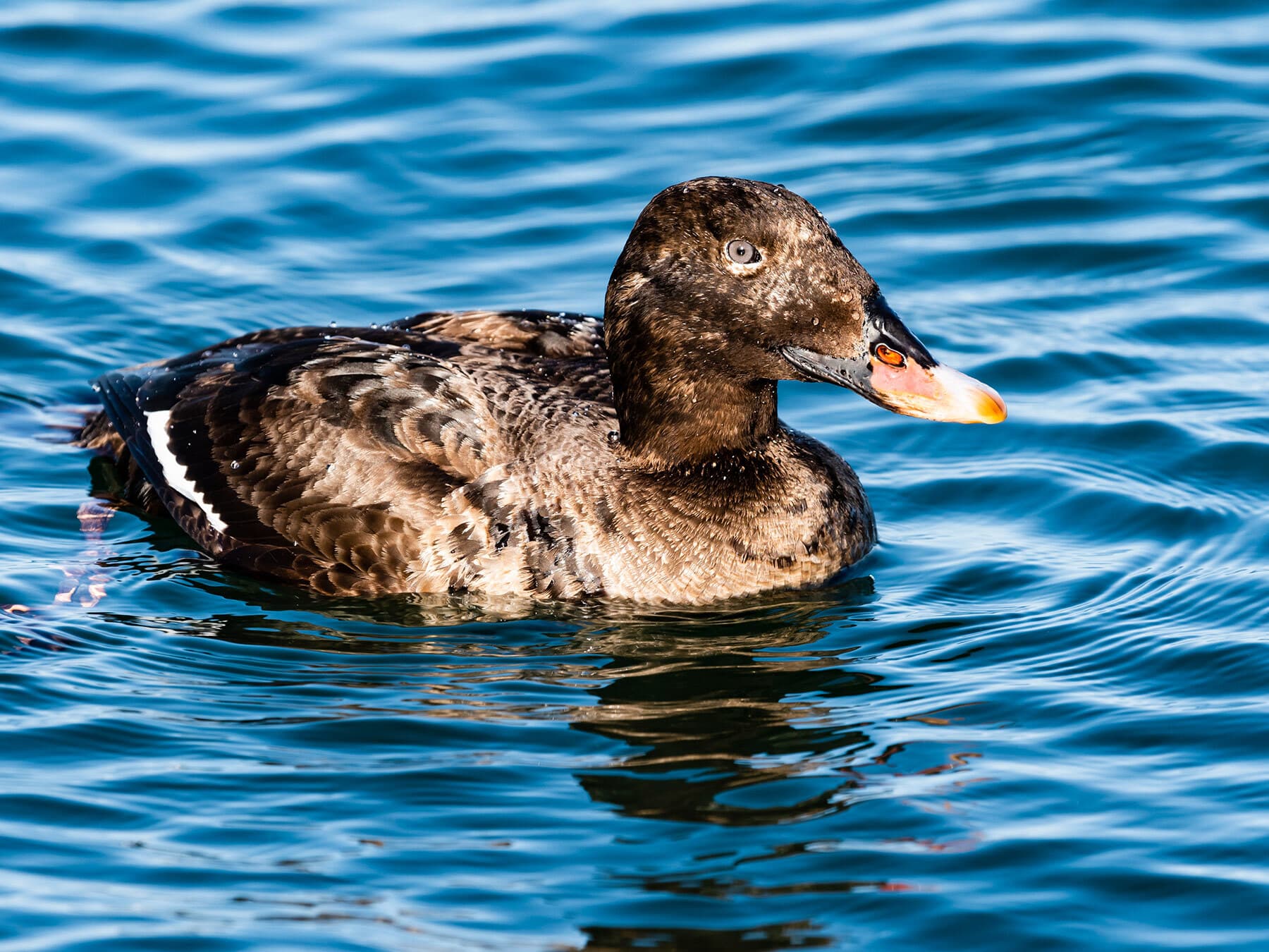 Juvenile Velvet Scoter