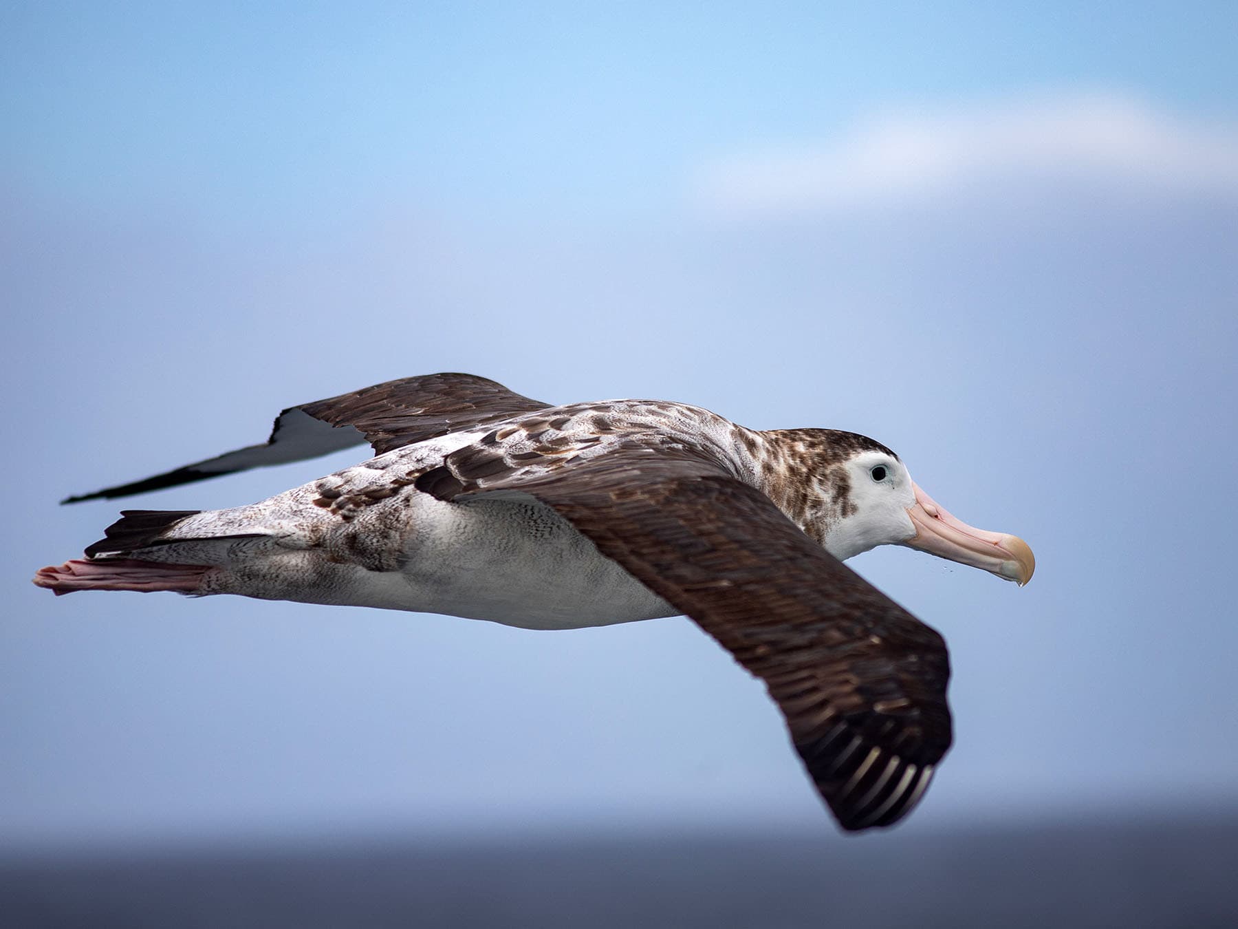 Juvenile wandering albatross in flight