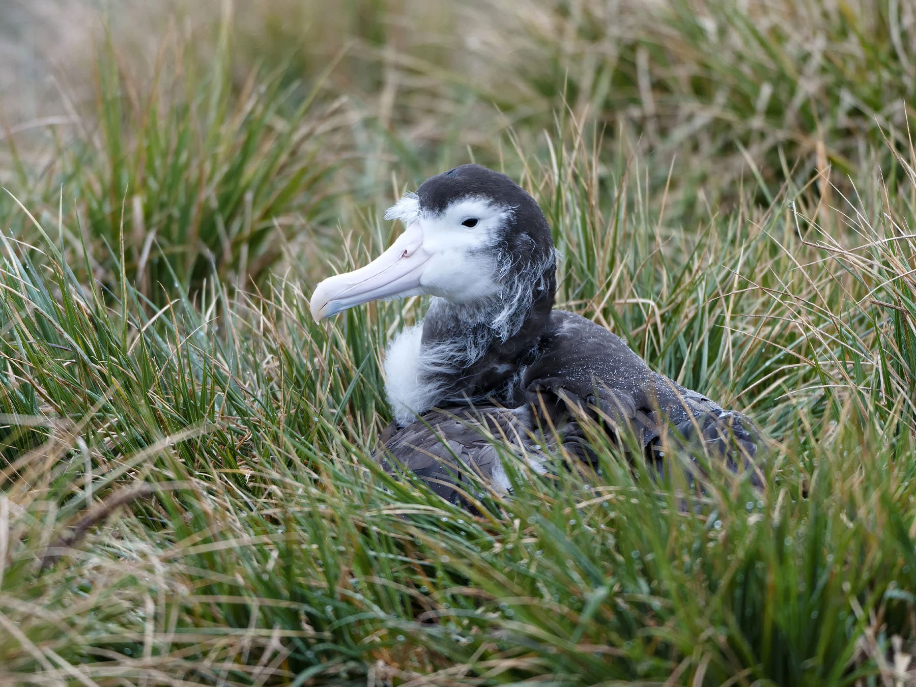 Juvenile Wandering Albatross