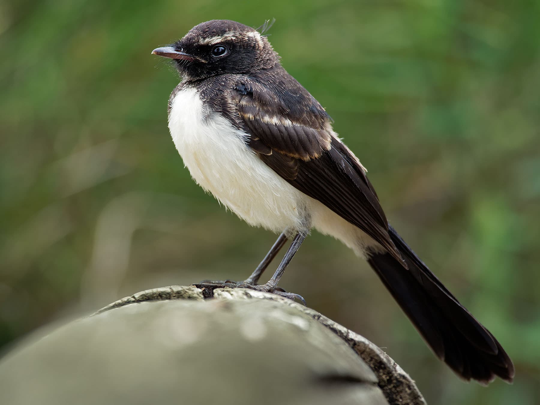 Juvenile Willie Wagtail