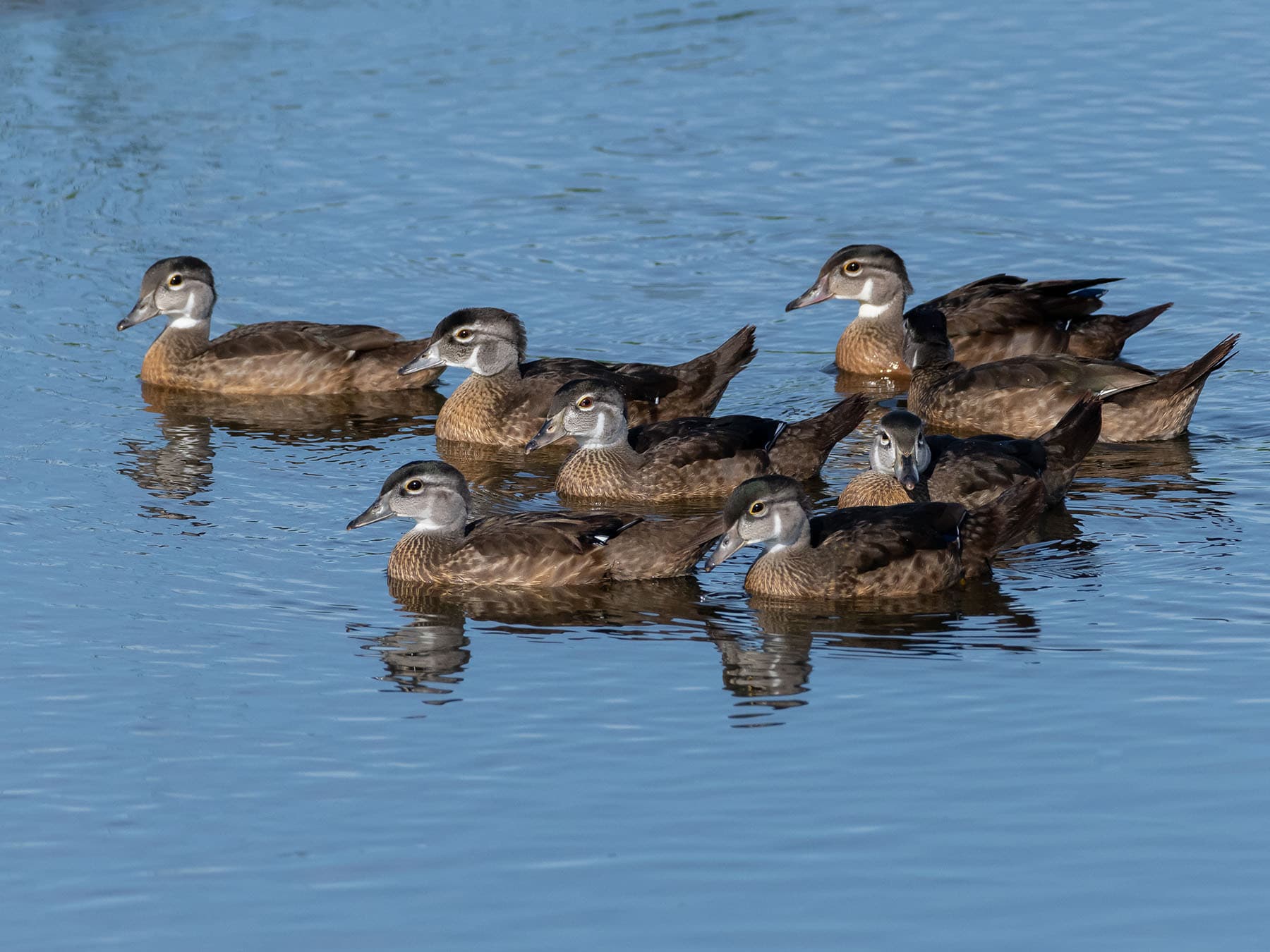 Juvenile wood duck flock