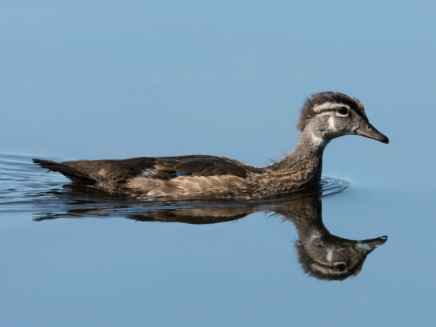 Juvenile wood duck