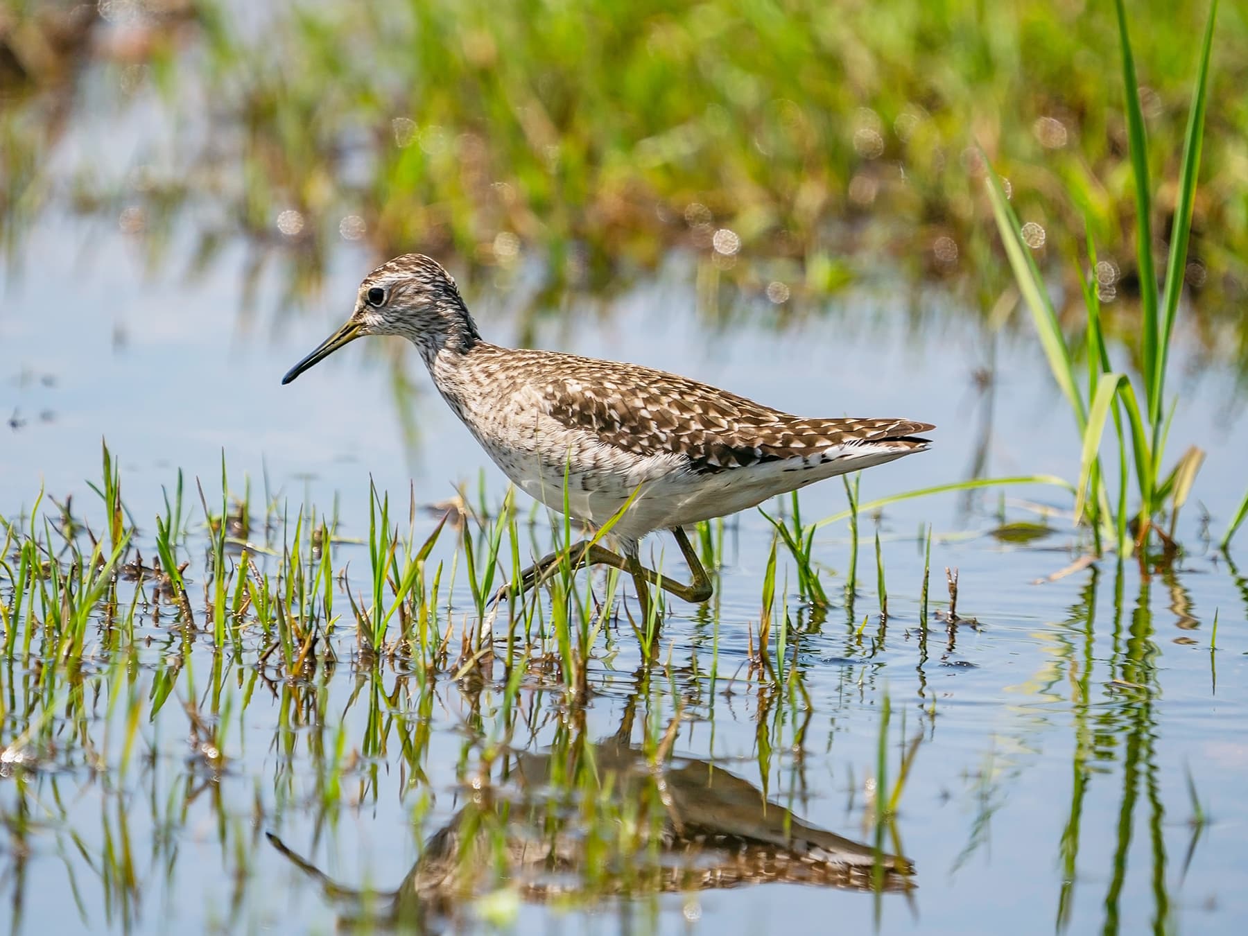 Juvenile Wood Sandpiper