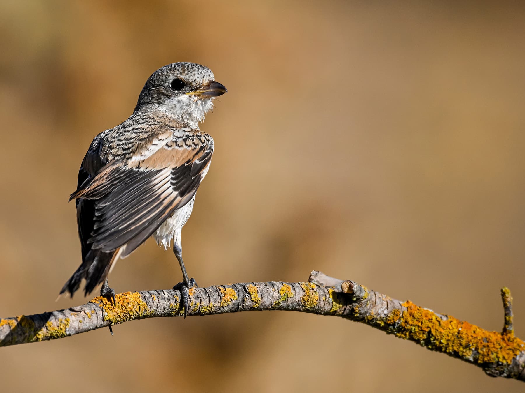 Juvenile Woodchat Shrike perched on a branch
