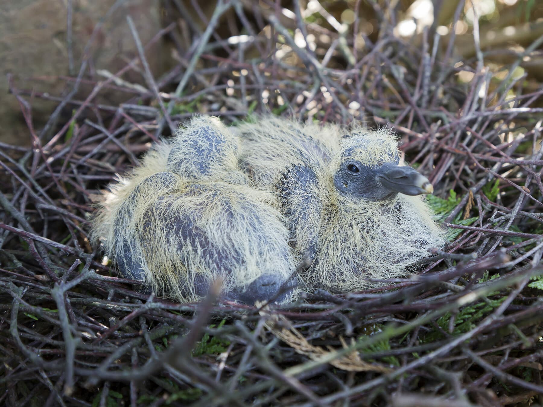 Two downy chicks in a twig nest