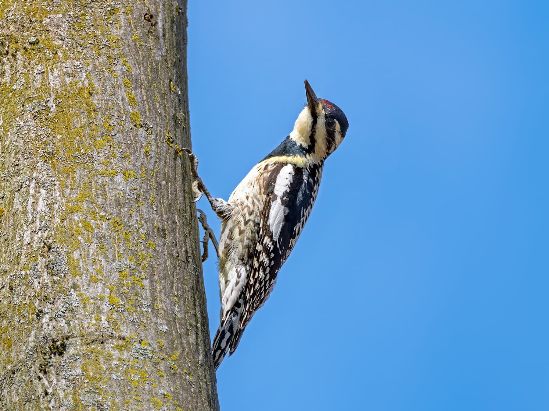 Juvenile Yellow-bellied Sapsucker
