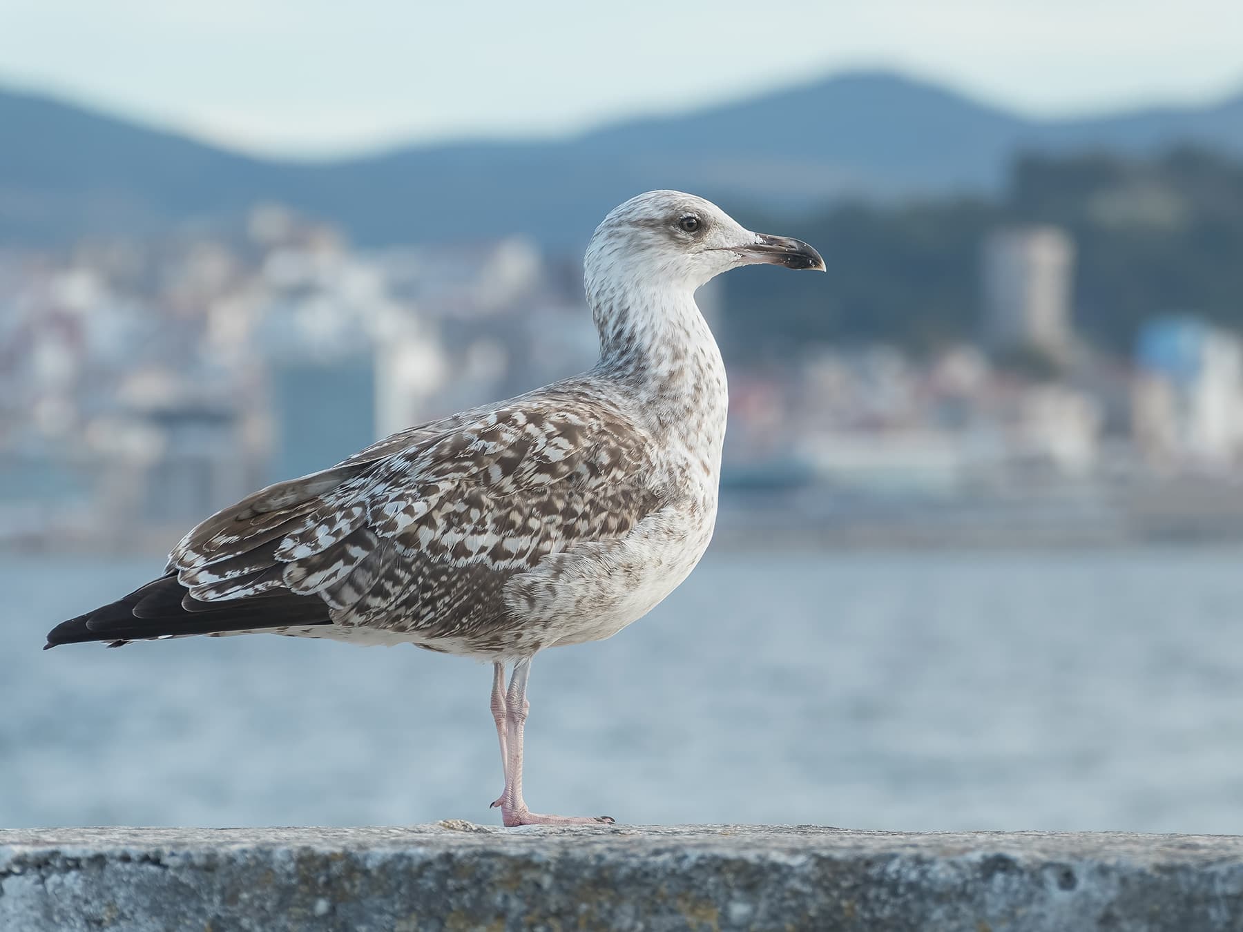 Juvenile Yellow-legged Gull with first winter plumage