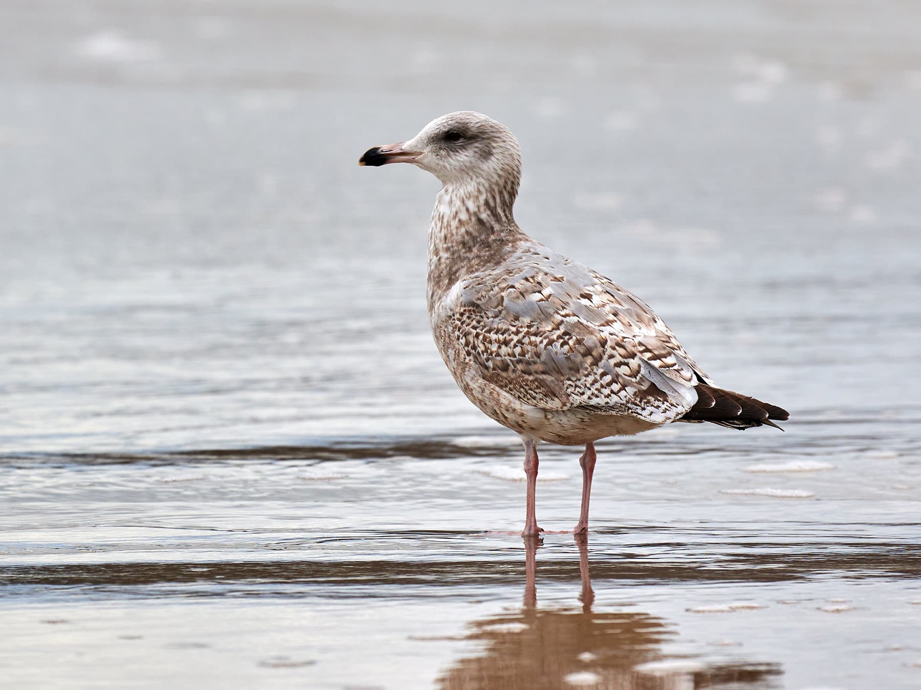 Juvenile Yellow-legged Gull