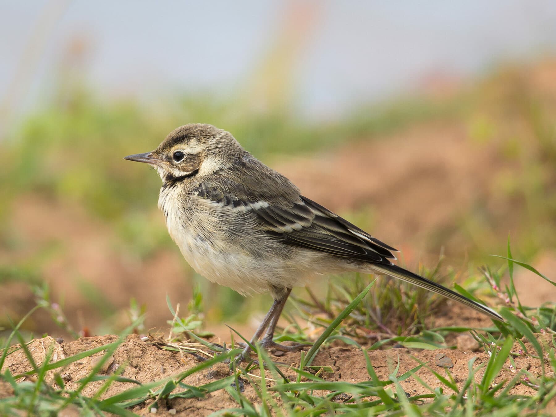 Juvenile Yellow Wagtail