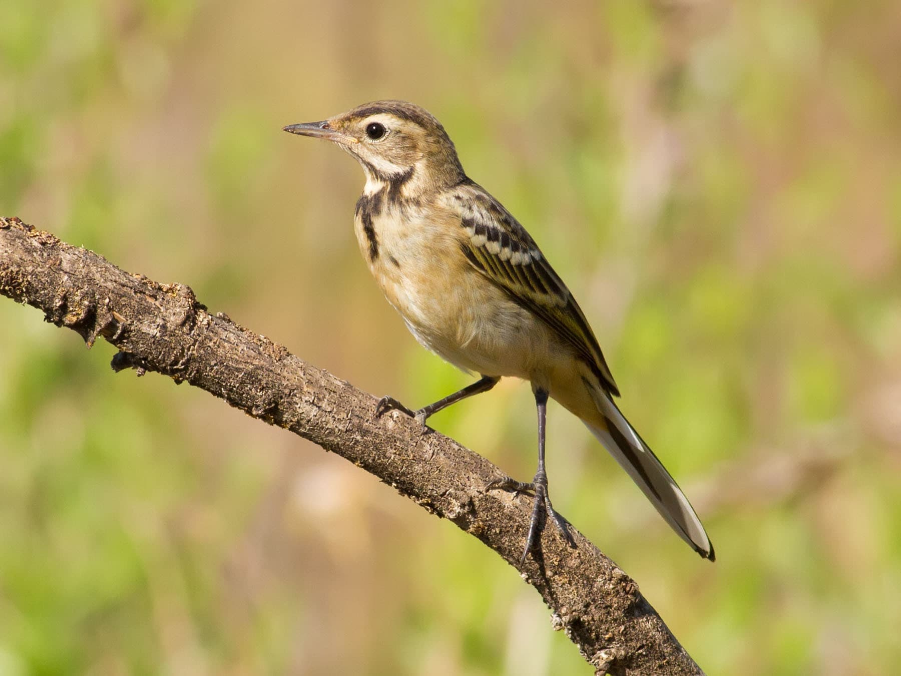 Juvenile Yellow Wagtail