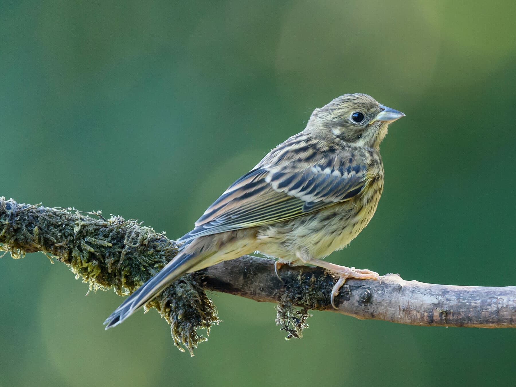 Juvenile Yellowhammer