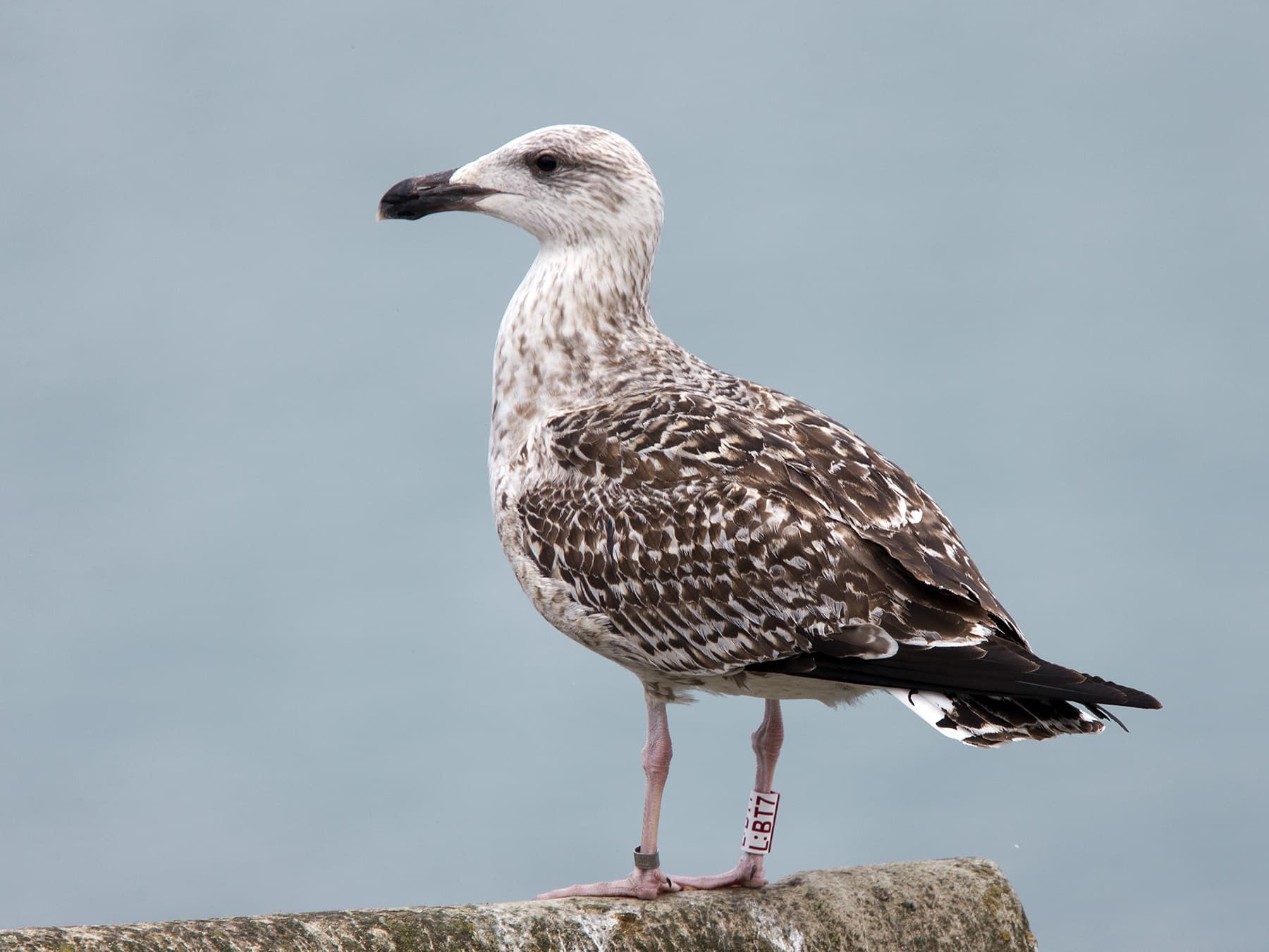 Juvenile Great Black-backed Gull