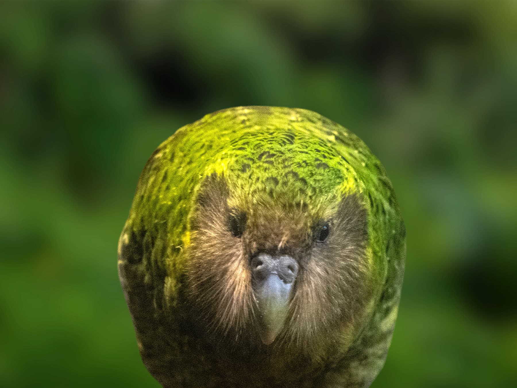 The Kakapo is a flightless nocturnal bird