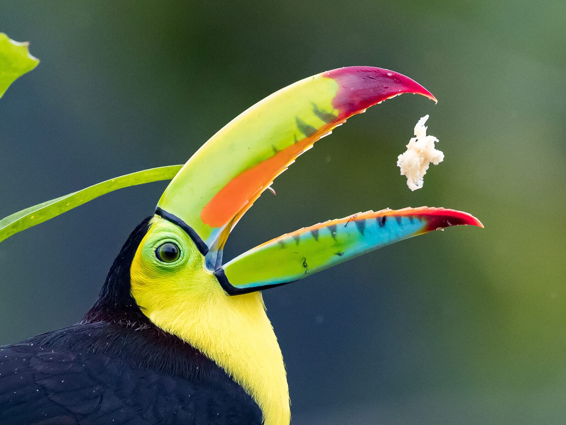 Keen billed toucan eating