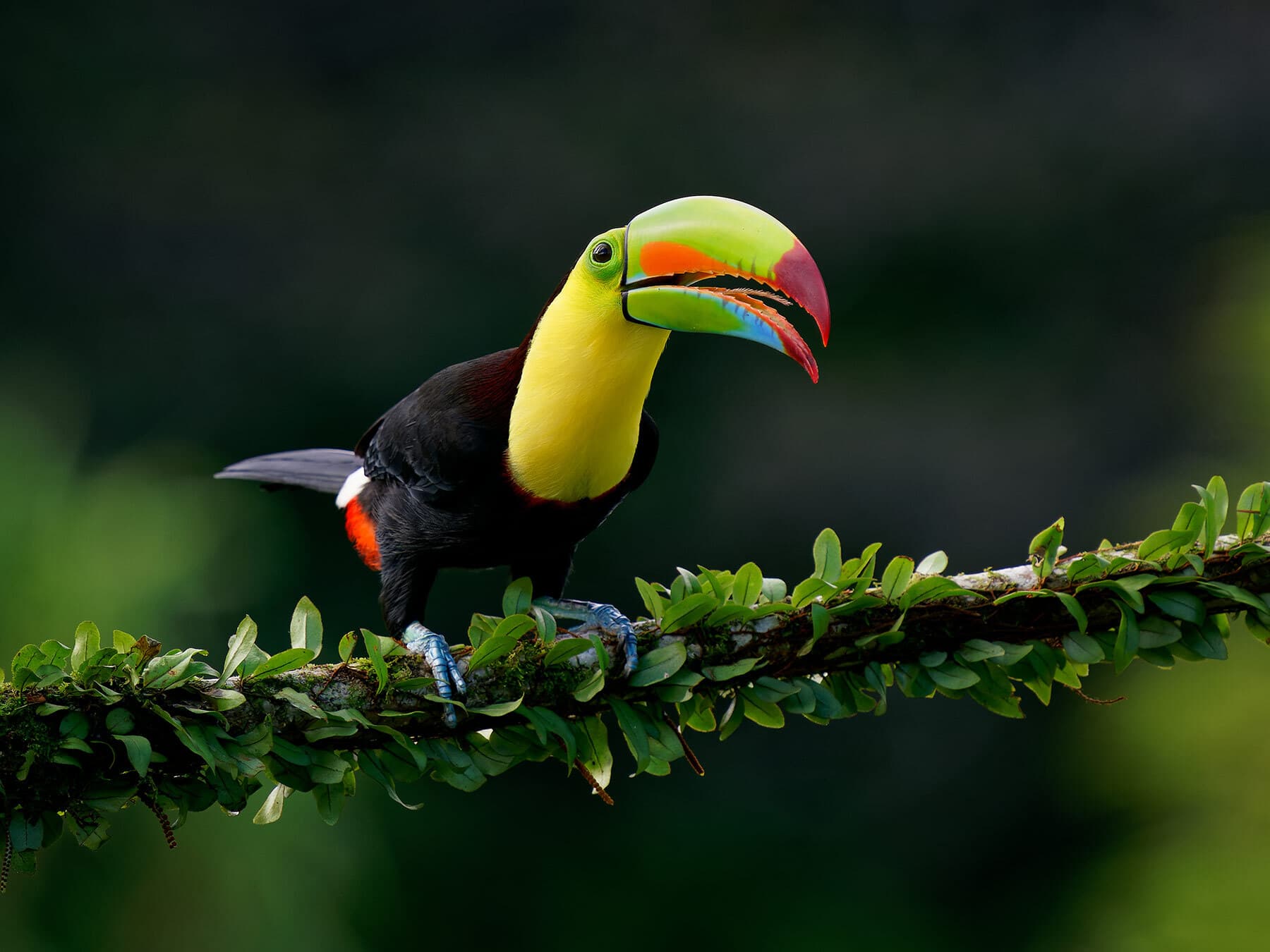 Keen billed toucan