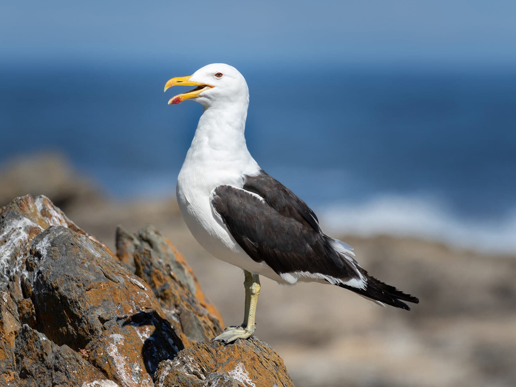 Kelp gull close up