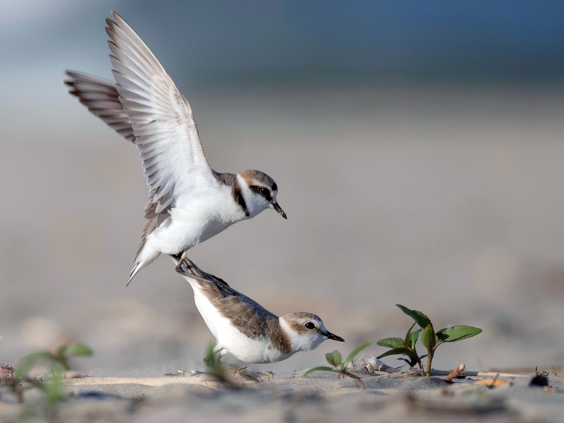 Kentish Plovers during mating season