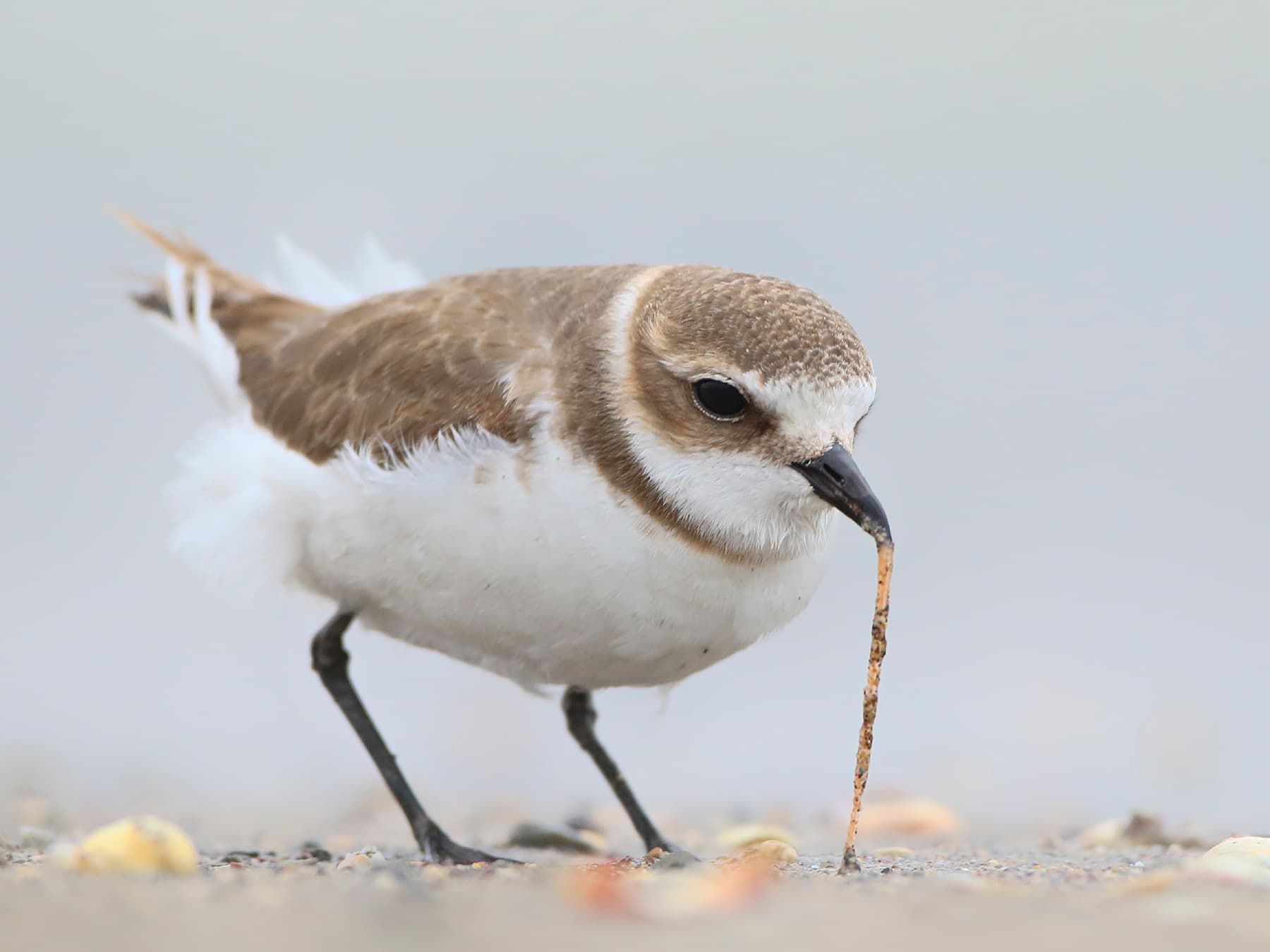 Kentish Plover feeding on a sand worm