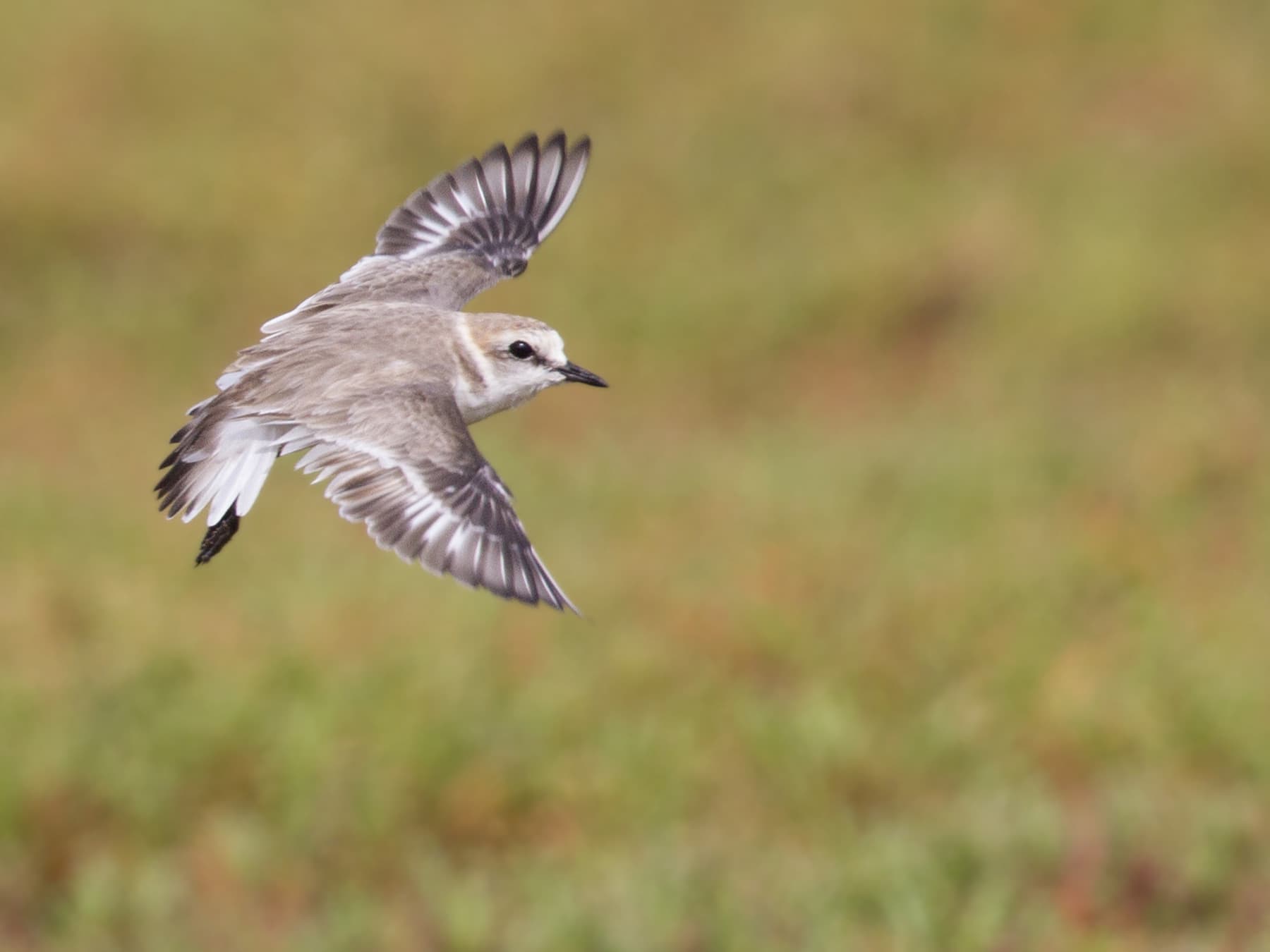 Kentish Plover in-flight