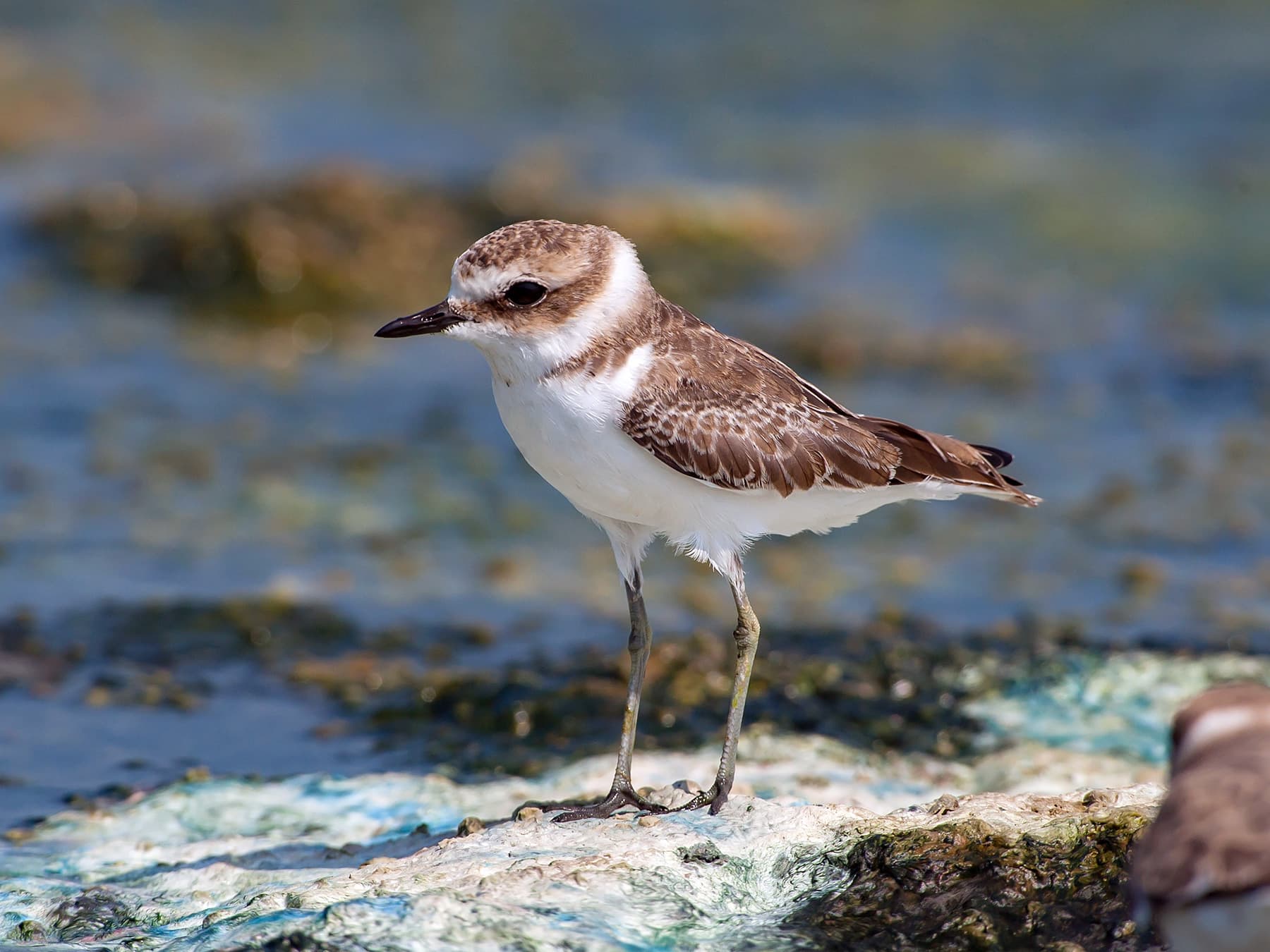 Kentish Plover in coastal area
