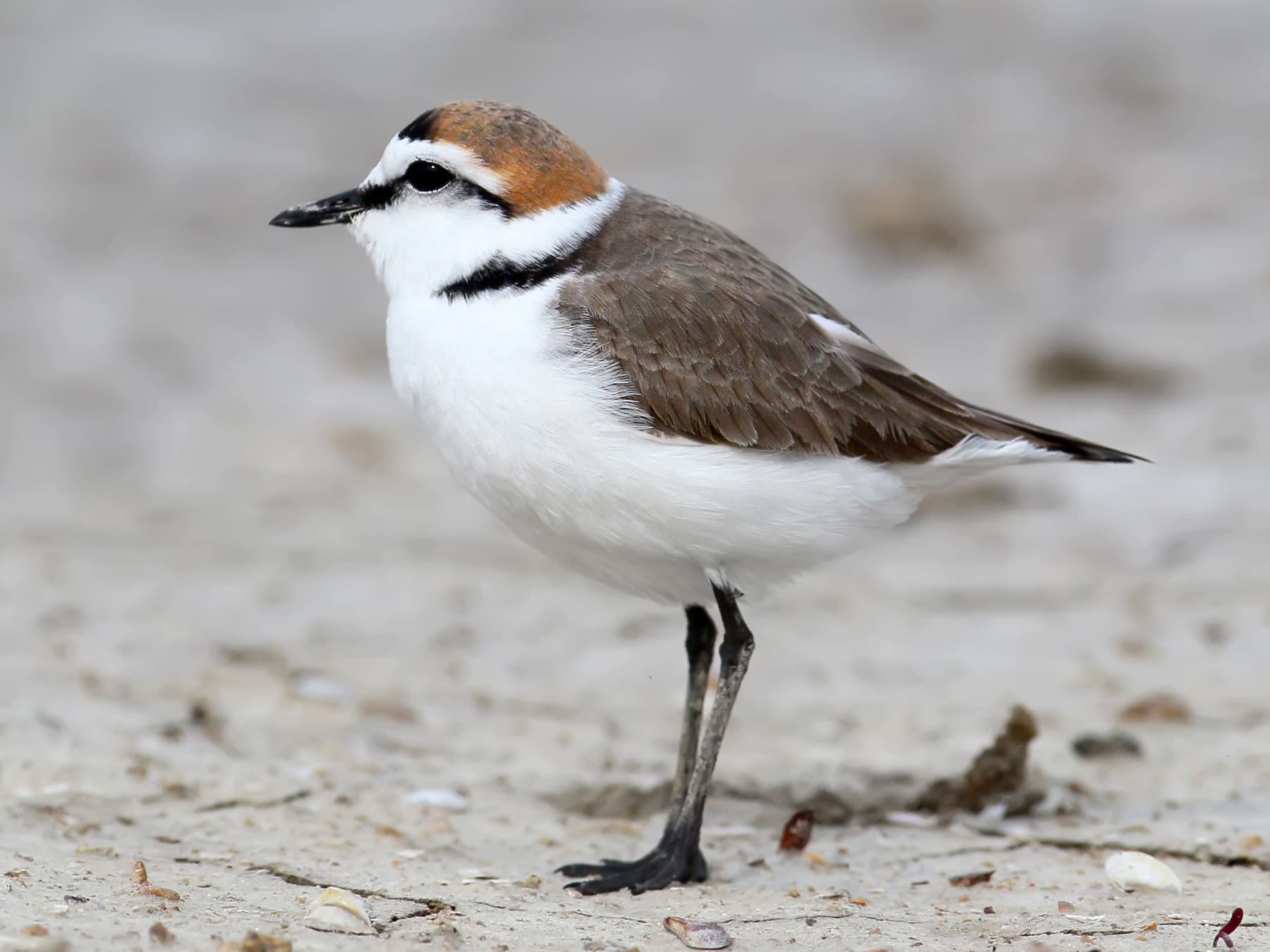 Male Kentish Plover