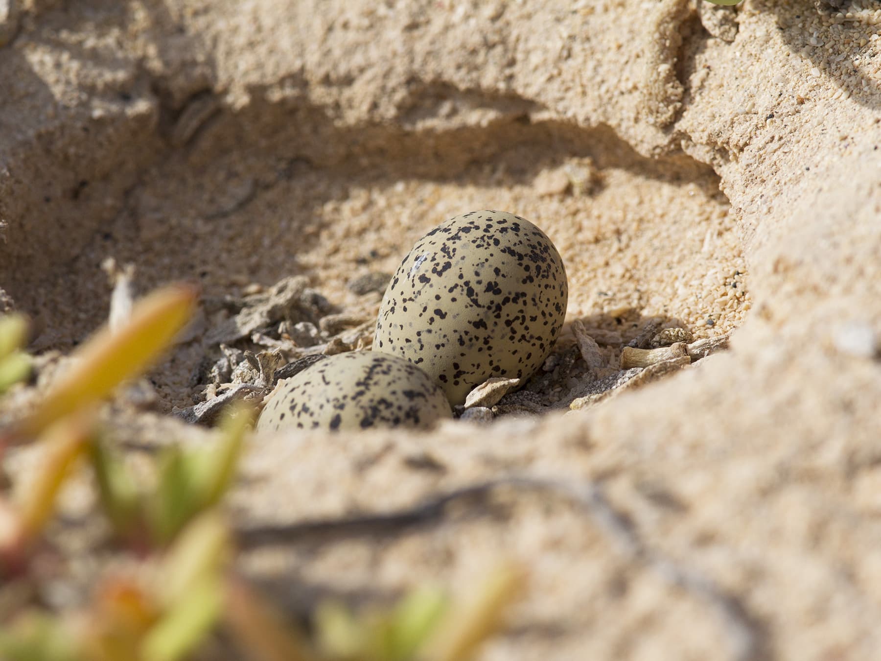 Nest of a Kentish Plover with two eggs