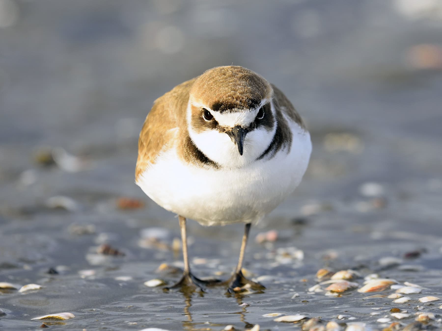 Kentish Plover in natural habitat