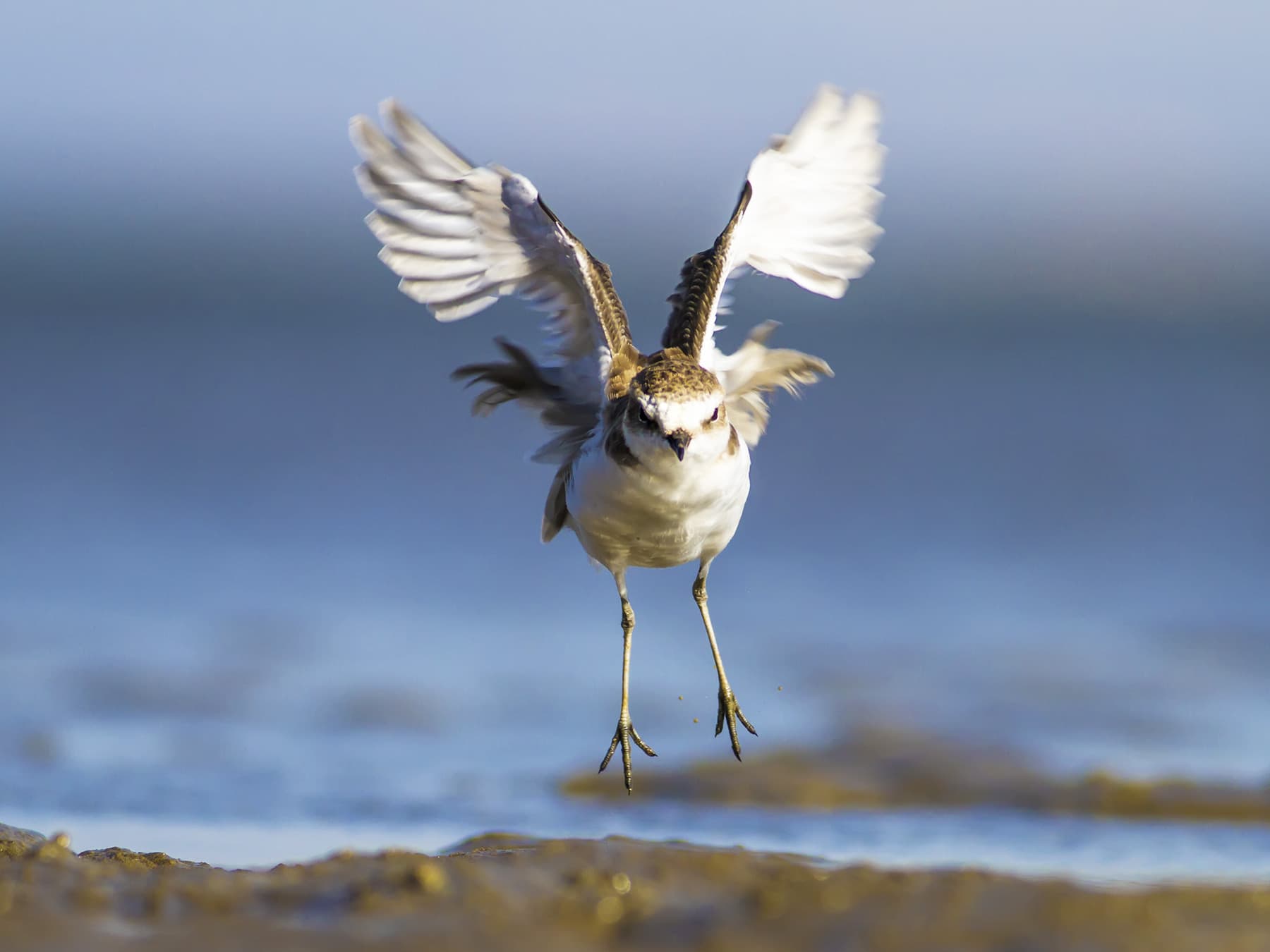 Kentish Plover taking off from the beach