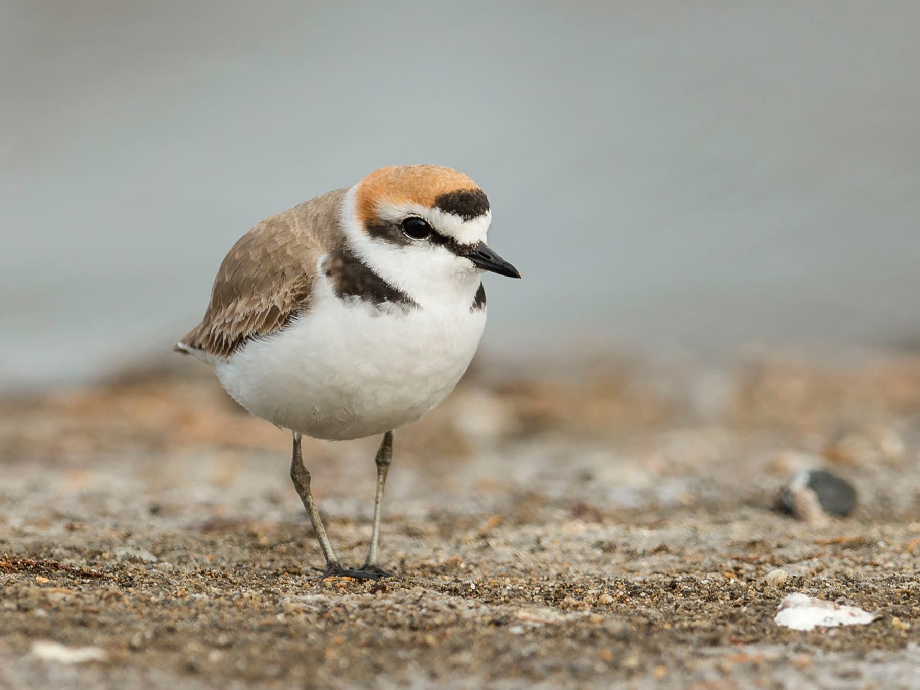 Kentish Plover walking on the beach in search of food