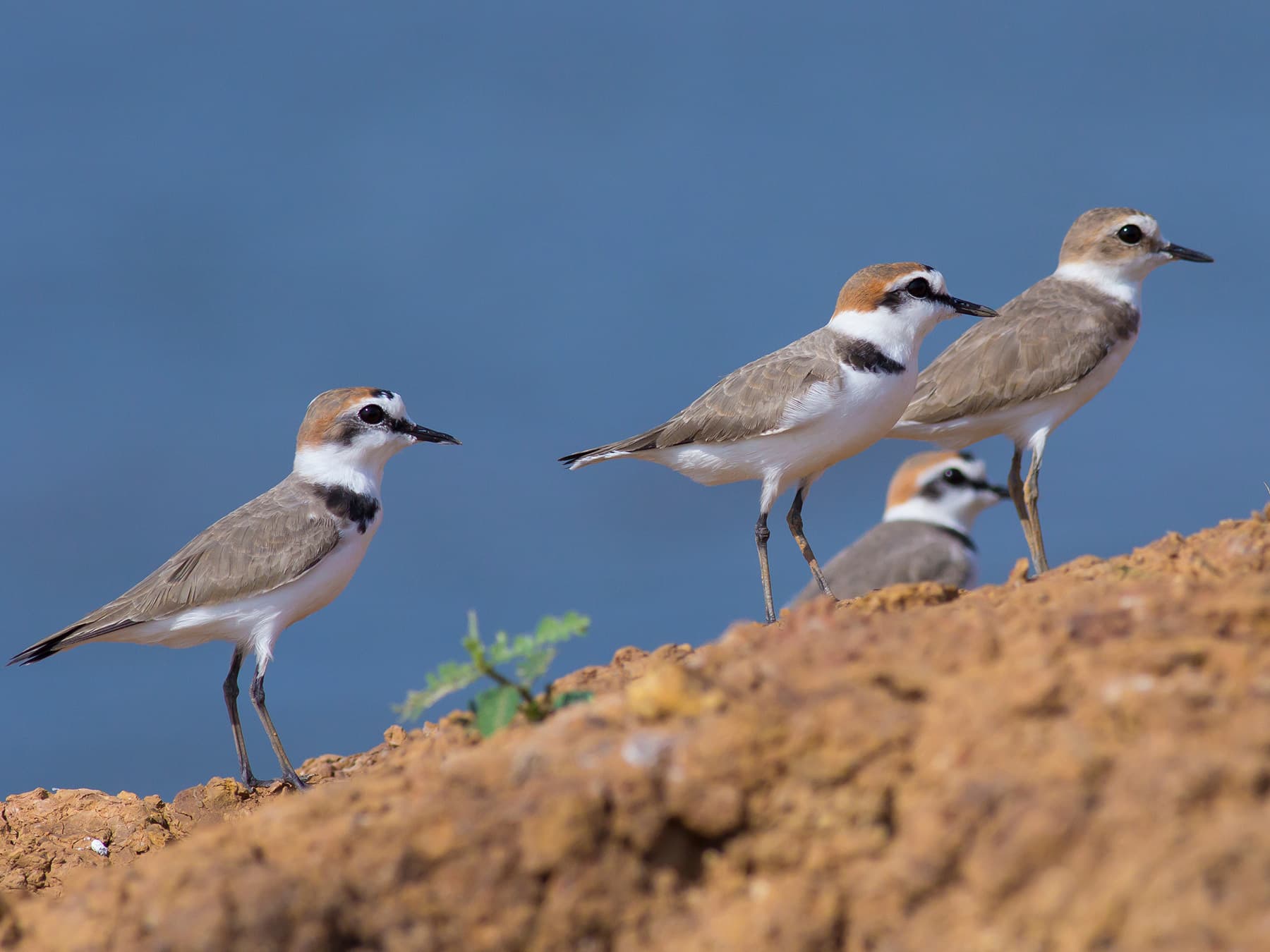 Flock of Kentish Plovers