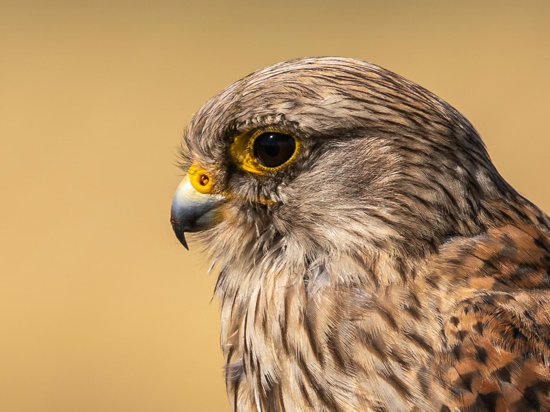 Close portrait up of a Kestrel