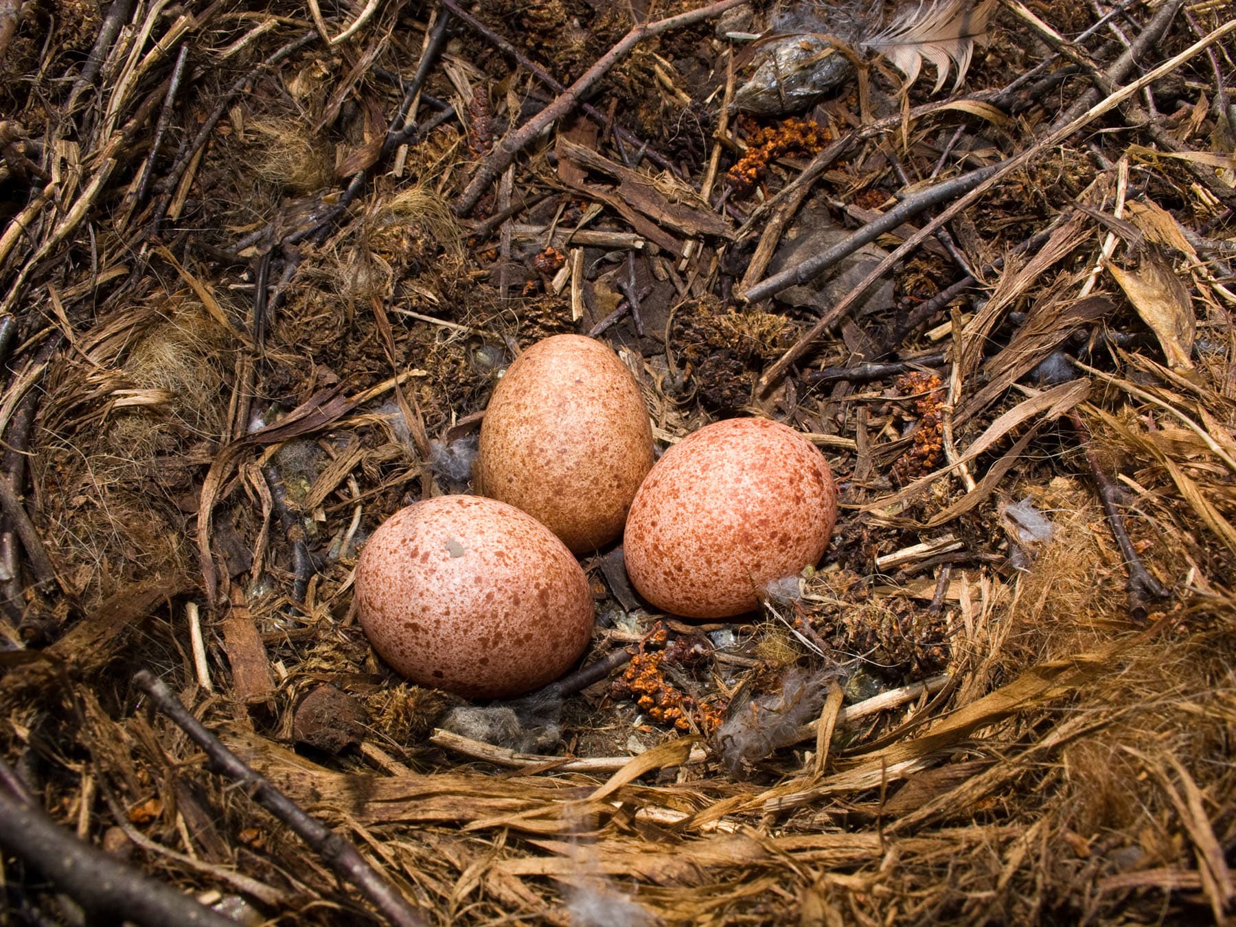 Kestrel eggs