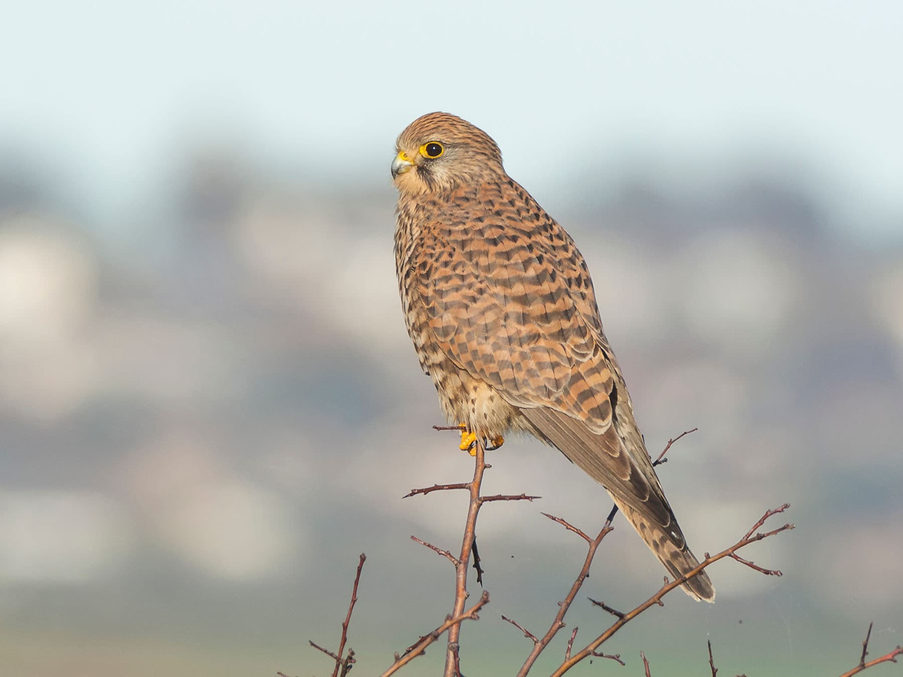 Kestrel female