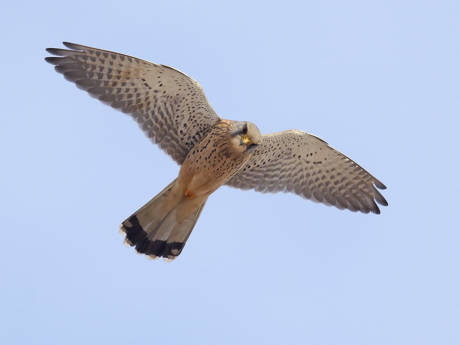 Kestrel in flight from below