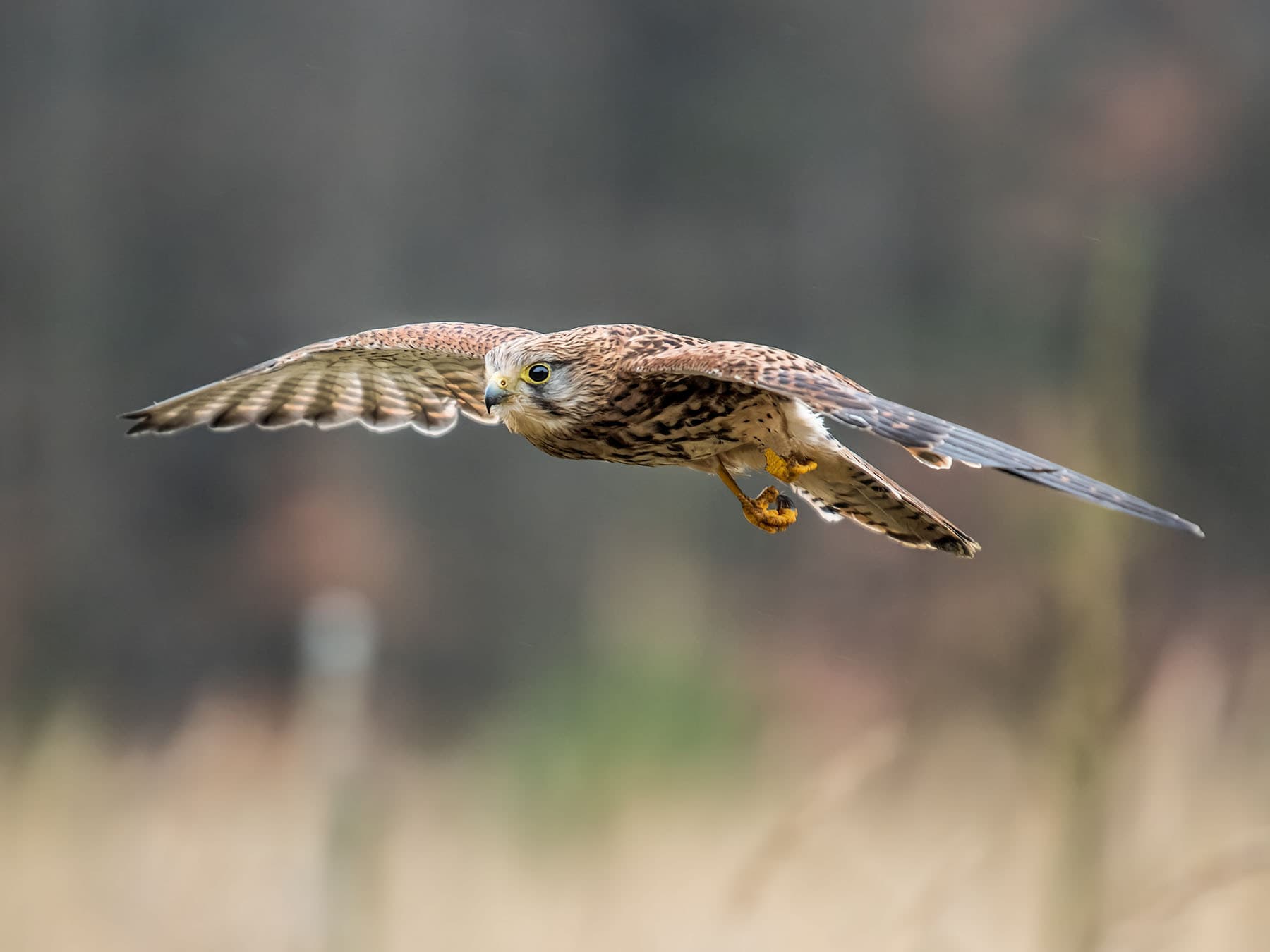 Kestrel in flight on the lookout for prey