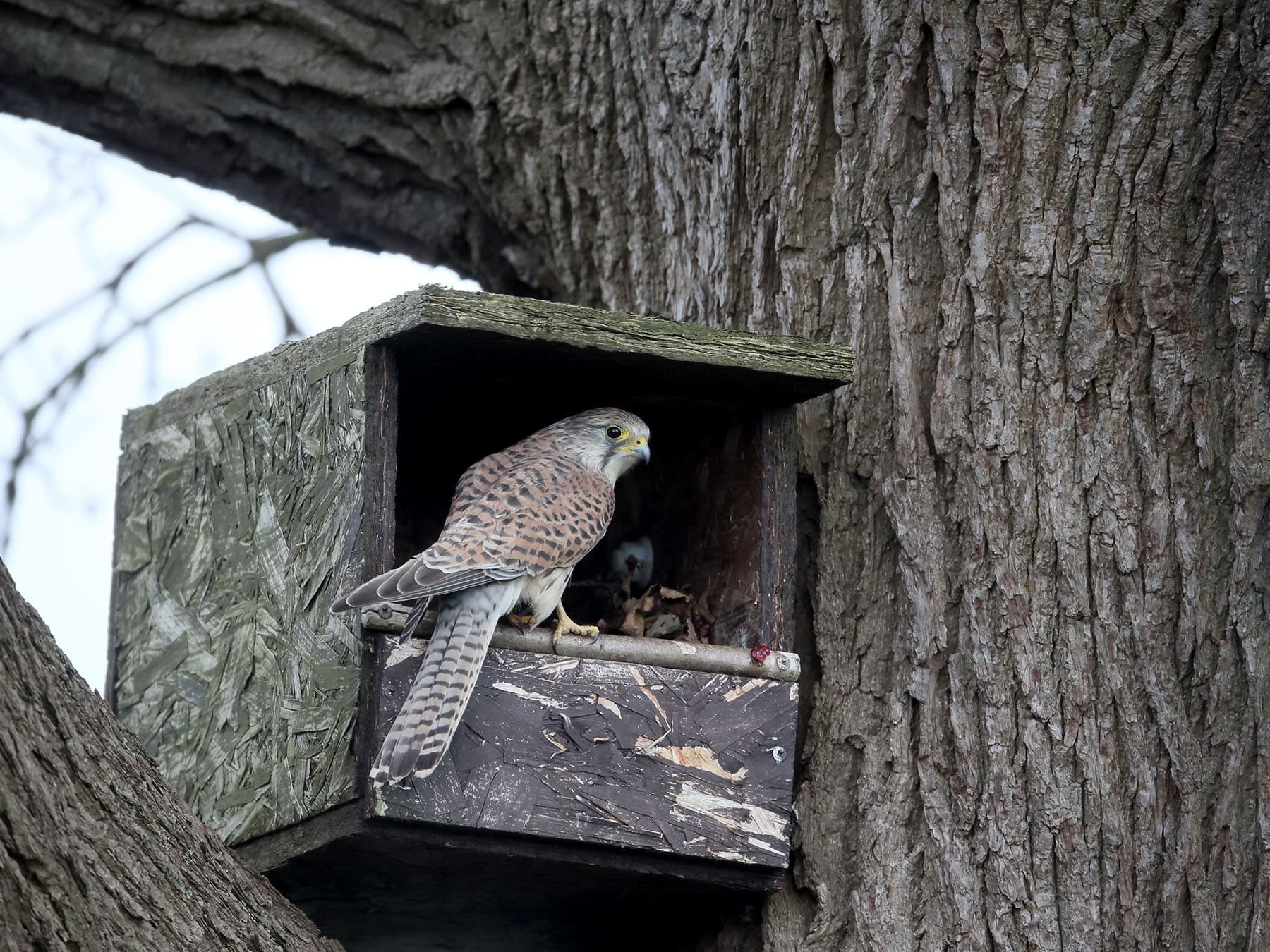 Kestrel nest box
